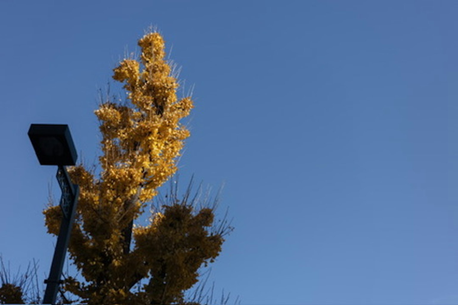 A yellow tree against a clear blue sky with a street lamp