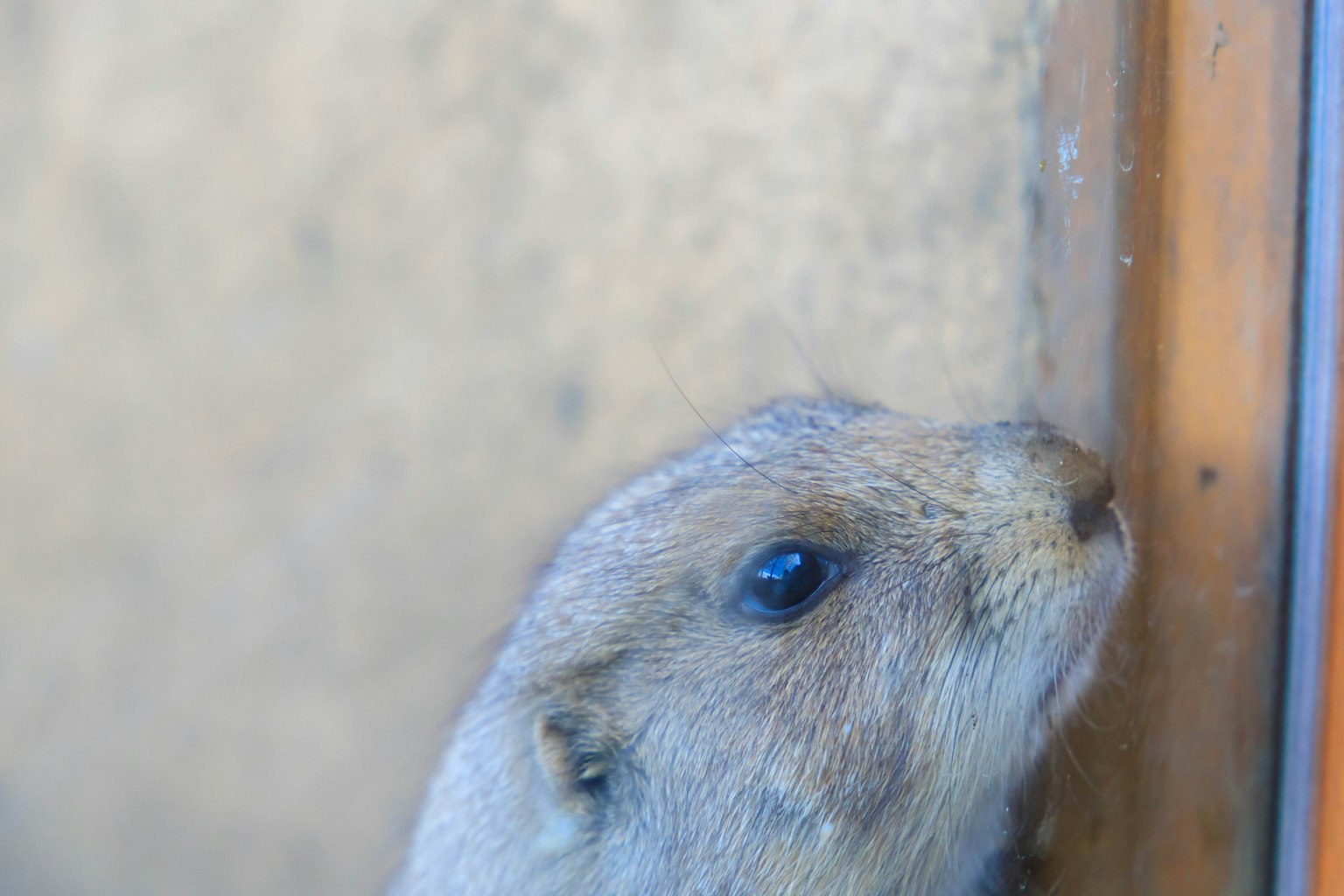 Un piccolo animale vicino a una superficie di vetro con un'espressione curiosa