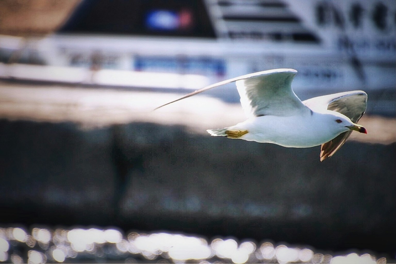 Un gabbiano bianco che vola con un pesce nel becco su uno sfondo sfocato di un porto