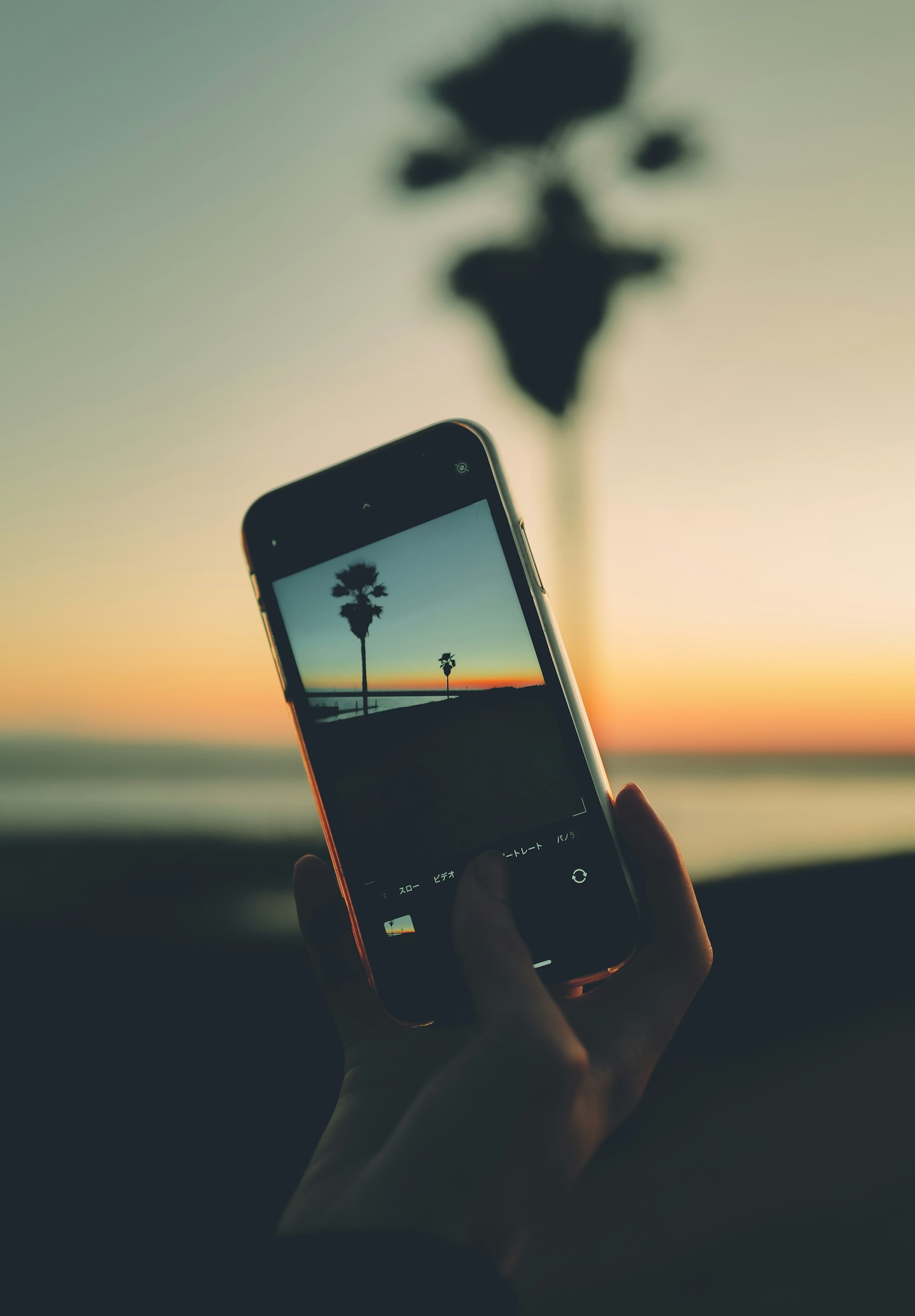 Smartphone che cattura la silhouette di una palma al tramonto