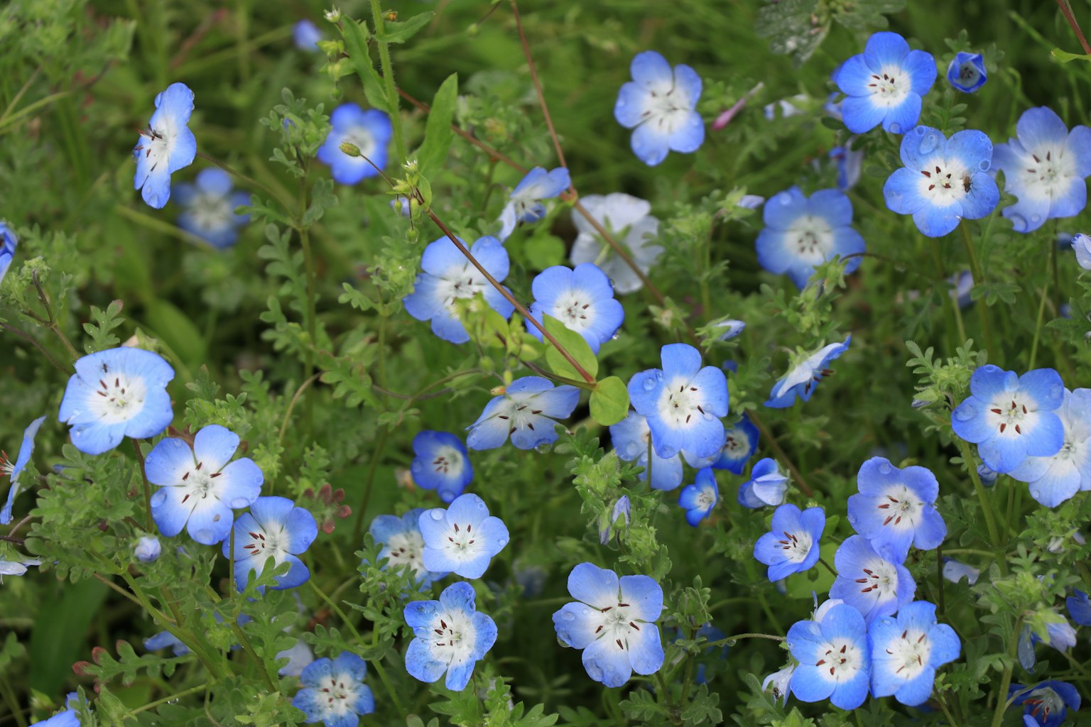A beautiful scene featuring small blue flowers and green foliage