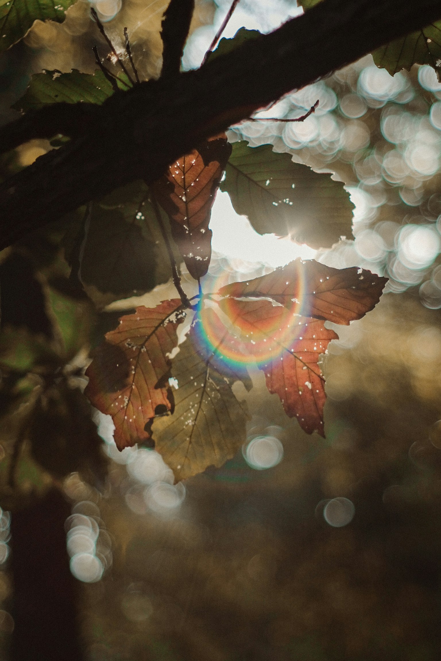 Beautiful autumn scene with leaves and a glowing light ring