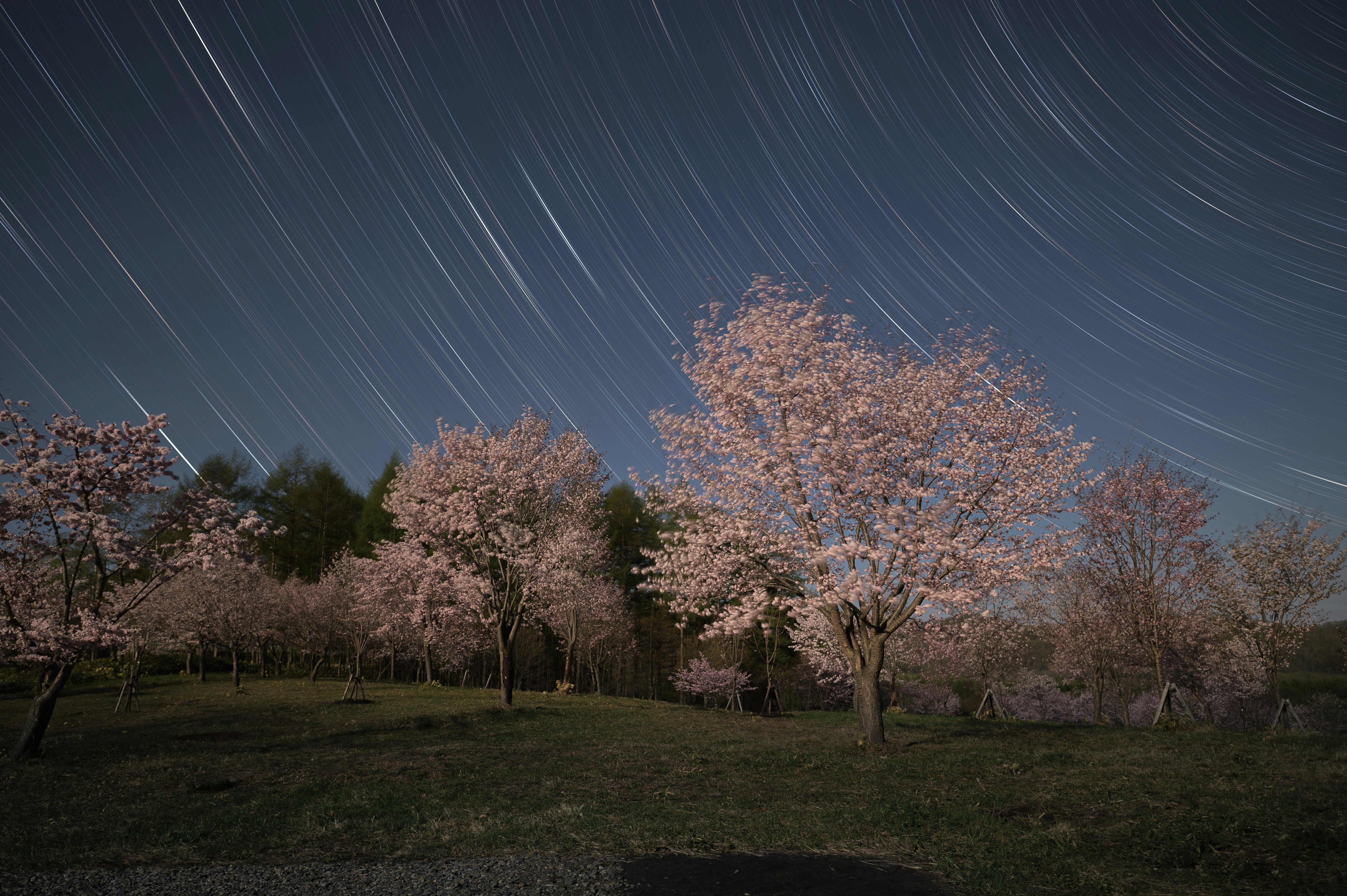 月夜に咲く桜並木と星の軌跡