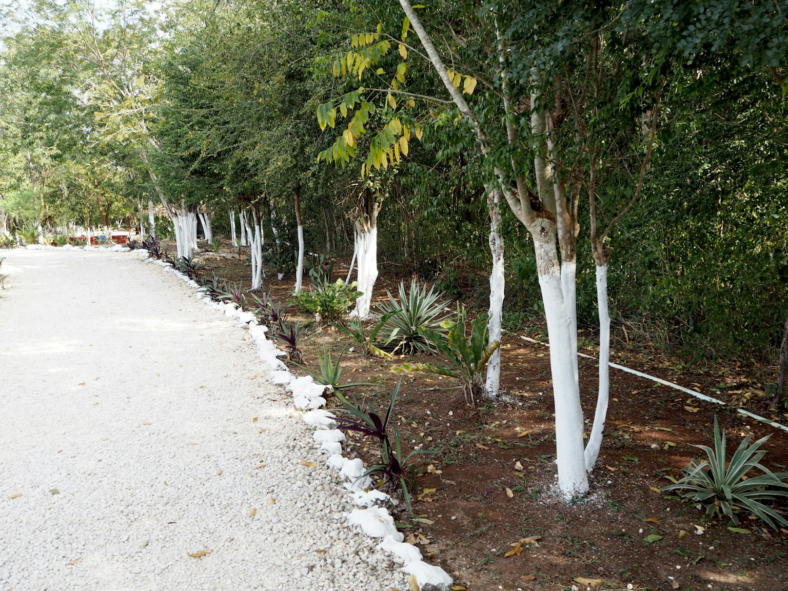 Un sentiero di ghiaia fiancheggiato da alberi con tronchi bianchi e piante verdi