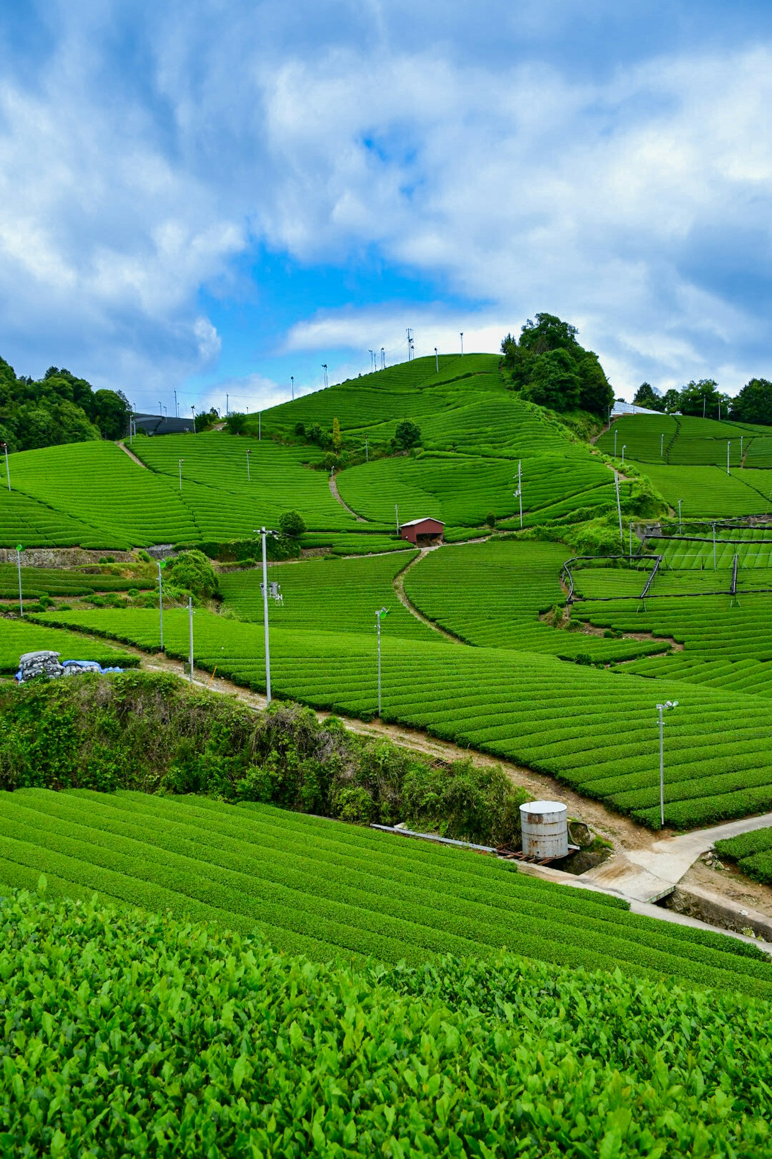Campos de té verdes bajo un cielo azul