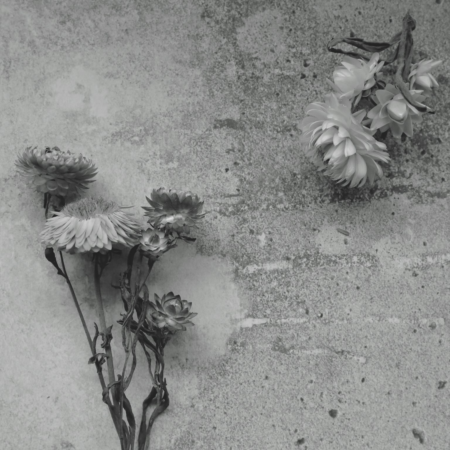 Schwarz-weiße Blumen auf einem Betonhintergrund