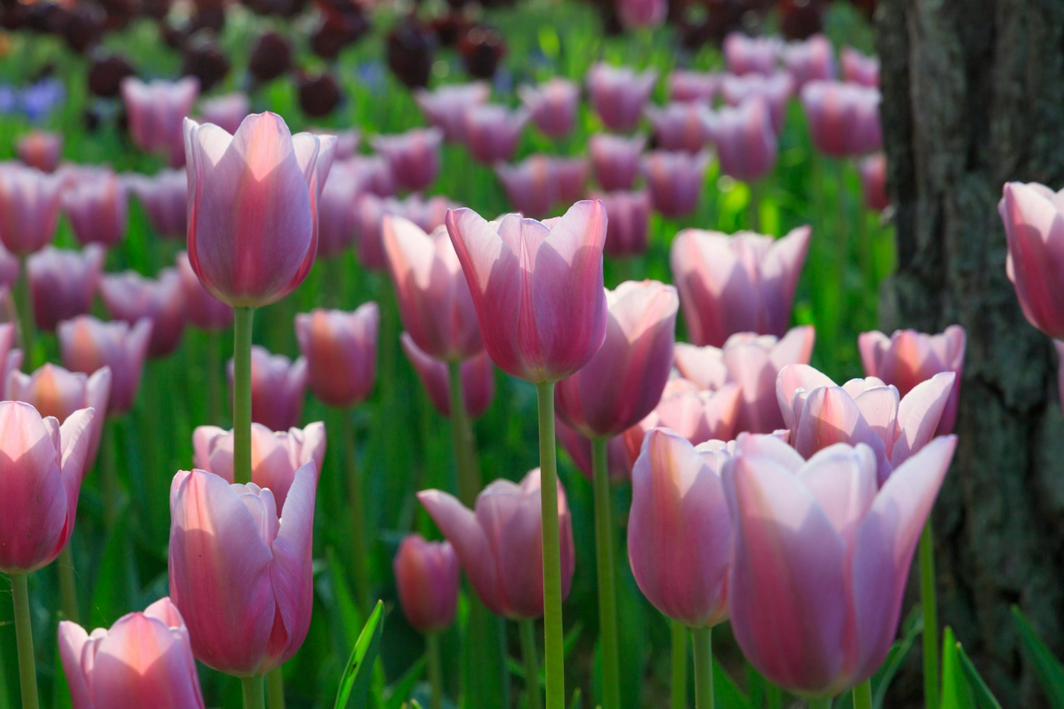 Cánh đồng tulip hồng đang nở rộ xung quanh là lá xanh tươi