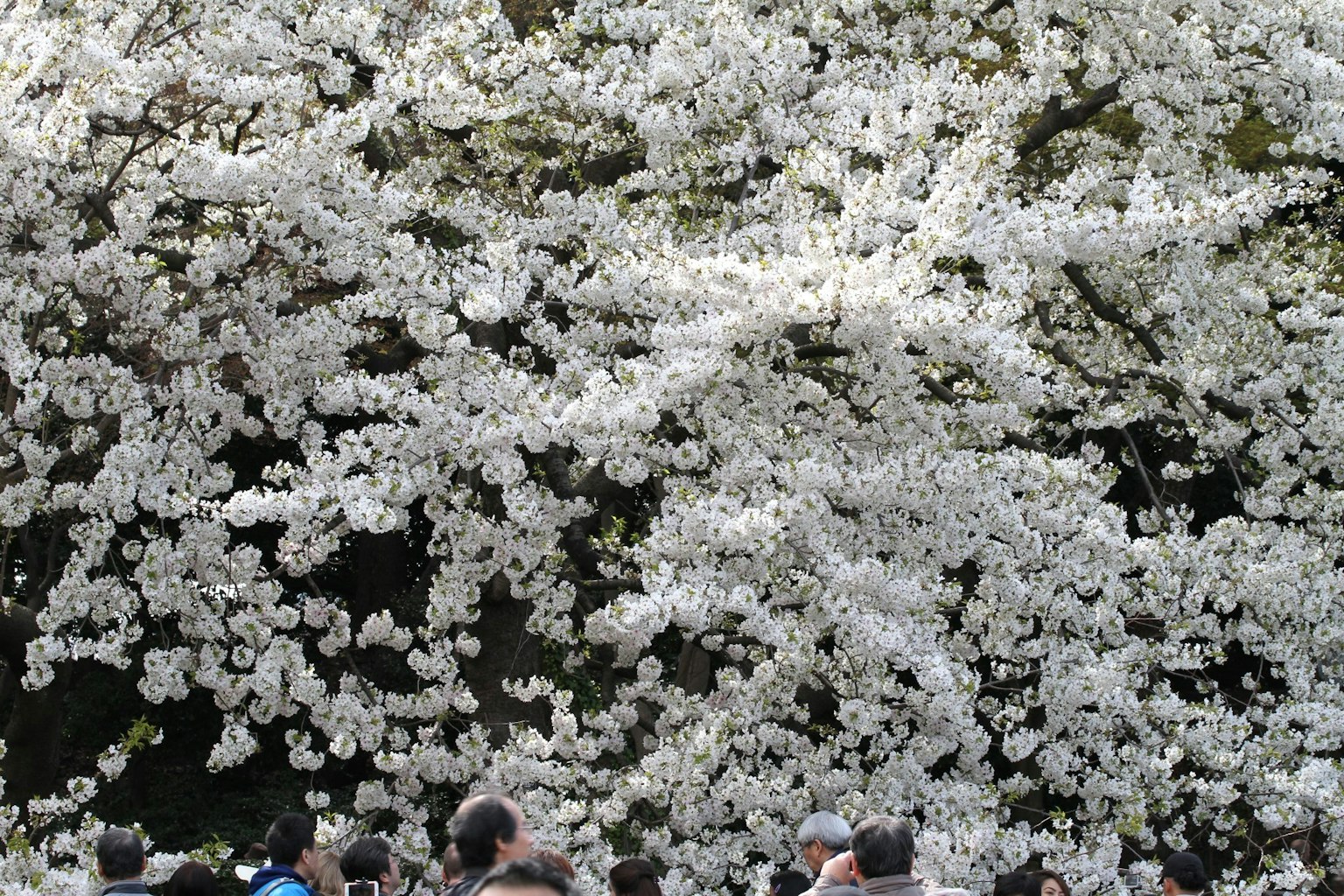 Crowd gathered in front of a tree covered in white blossoms