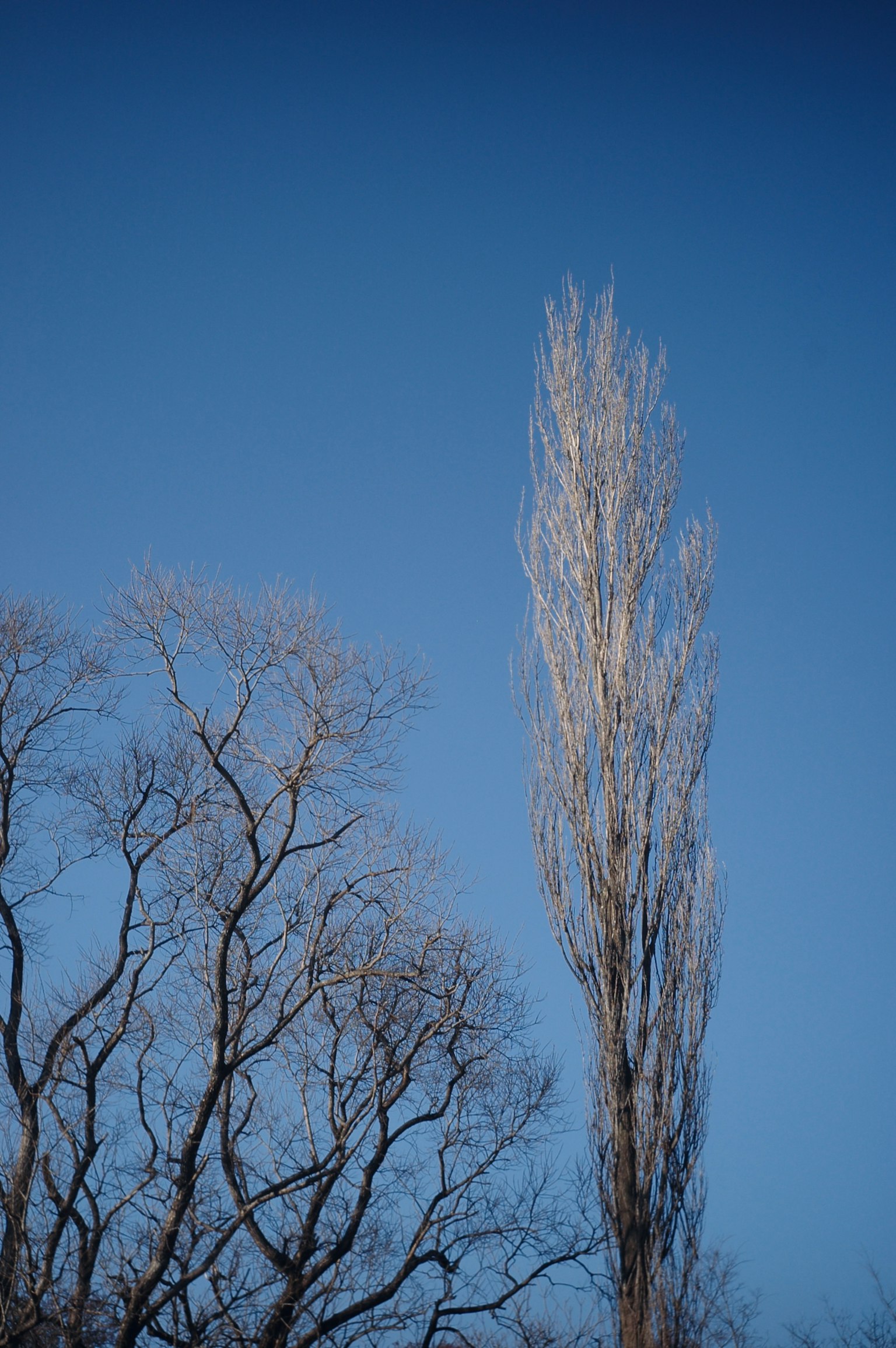 Silhouette of a tall tree against a blue sky with surrounding branches