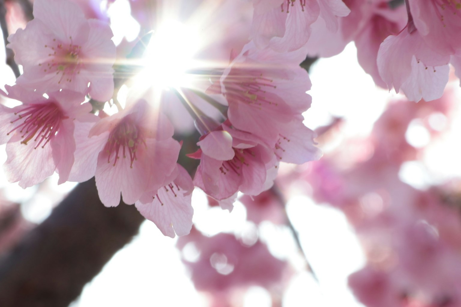 Fiori di ciliegio con la luce del sole che filtra attraverso i petali