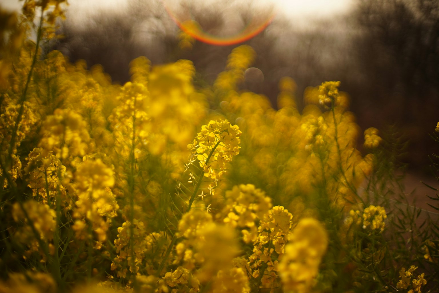 Campo de flores amarillas brillantes con fondo borroso