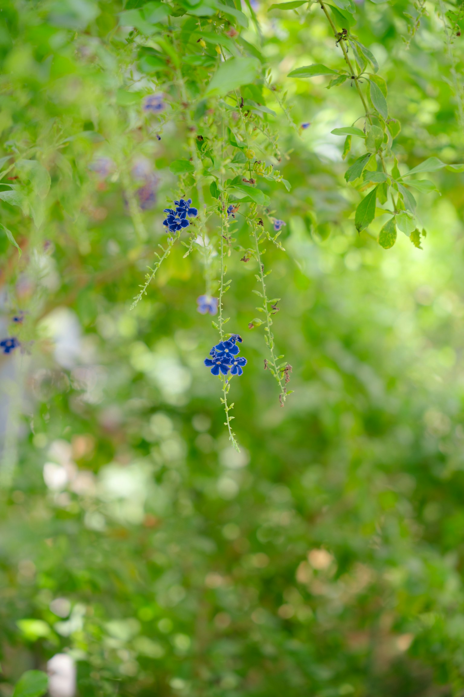 photo-i5SOuXt5ltbIfJlj8efy-image