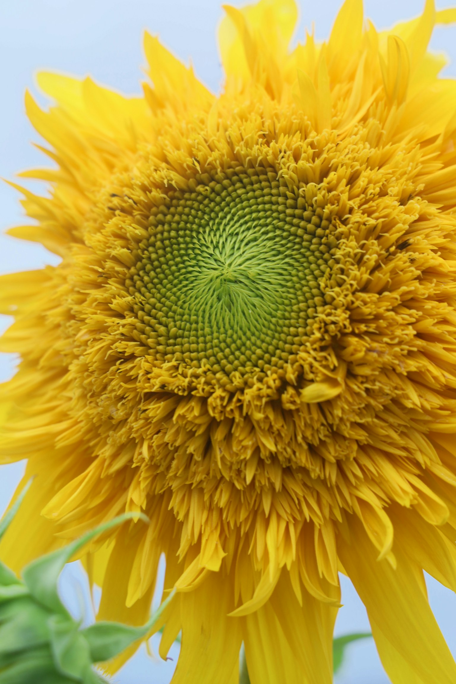 Nahaufnahme einer lebhaften Sonnenblume mit hellgelben Blütenblättern und einem grünen Zentrum