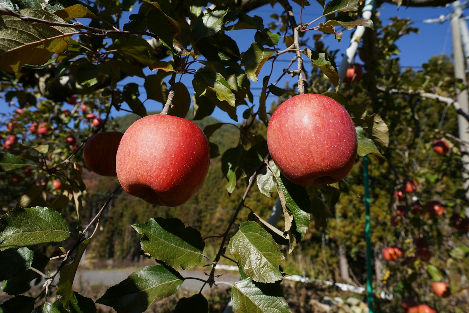 Red apples hanging from a tree branch