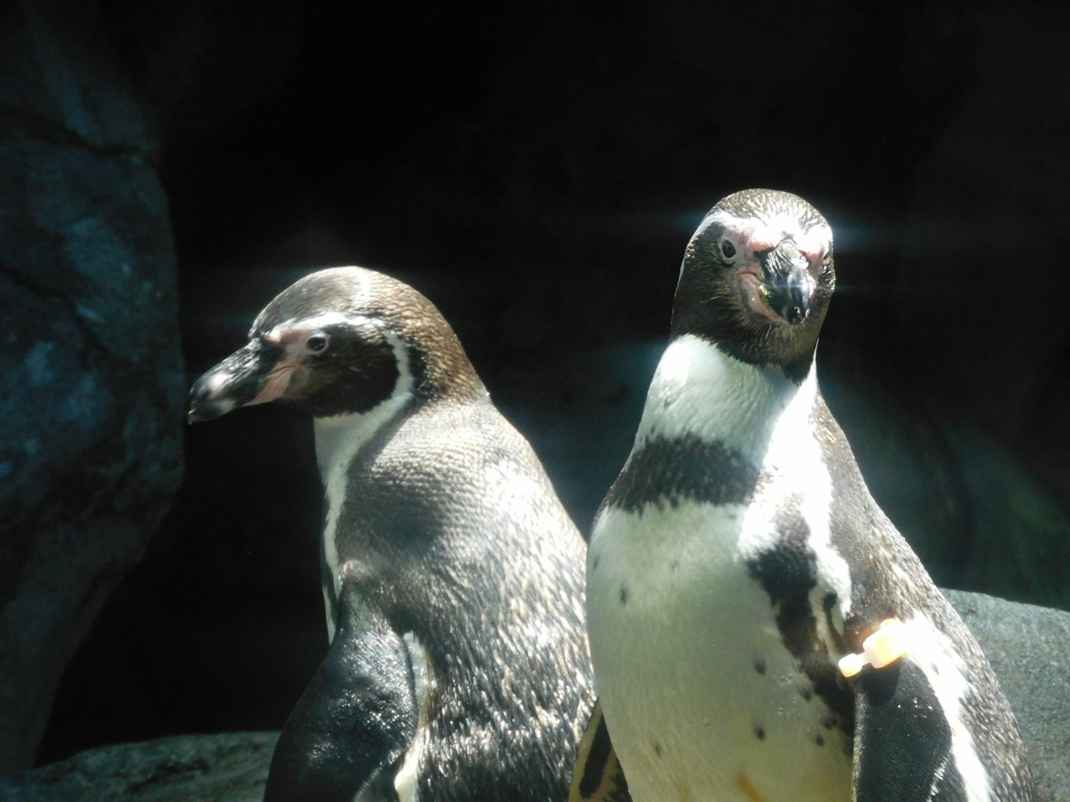 Zwei Pinguine stehen auf einem Felsen