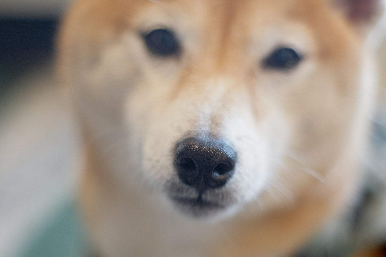 Imagen en primer plano de la cara de un Shiba Inu con un color de pelaje vibrante y una nariz distintiva