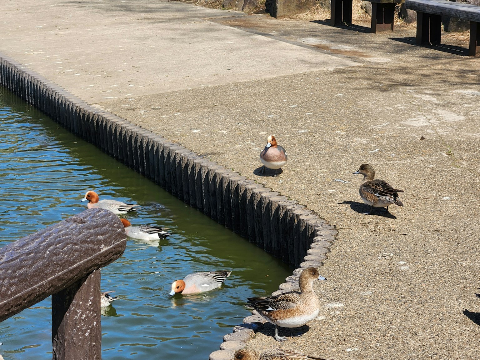 Oiseaux aquatiques nageant près d'un étang avec un paysage environnant