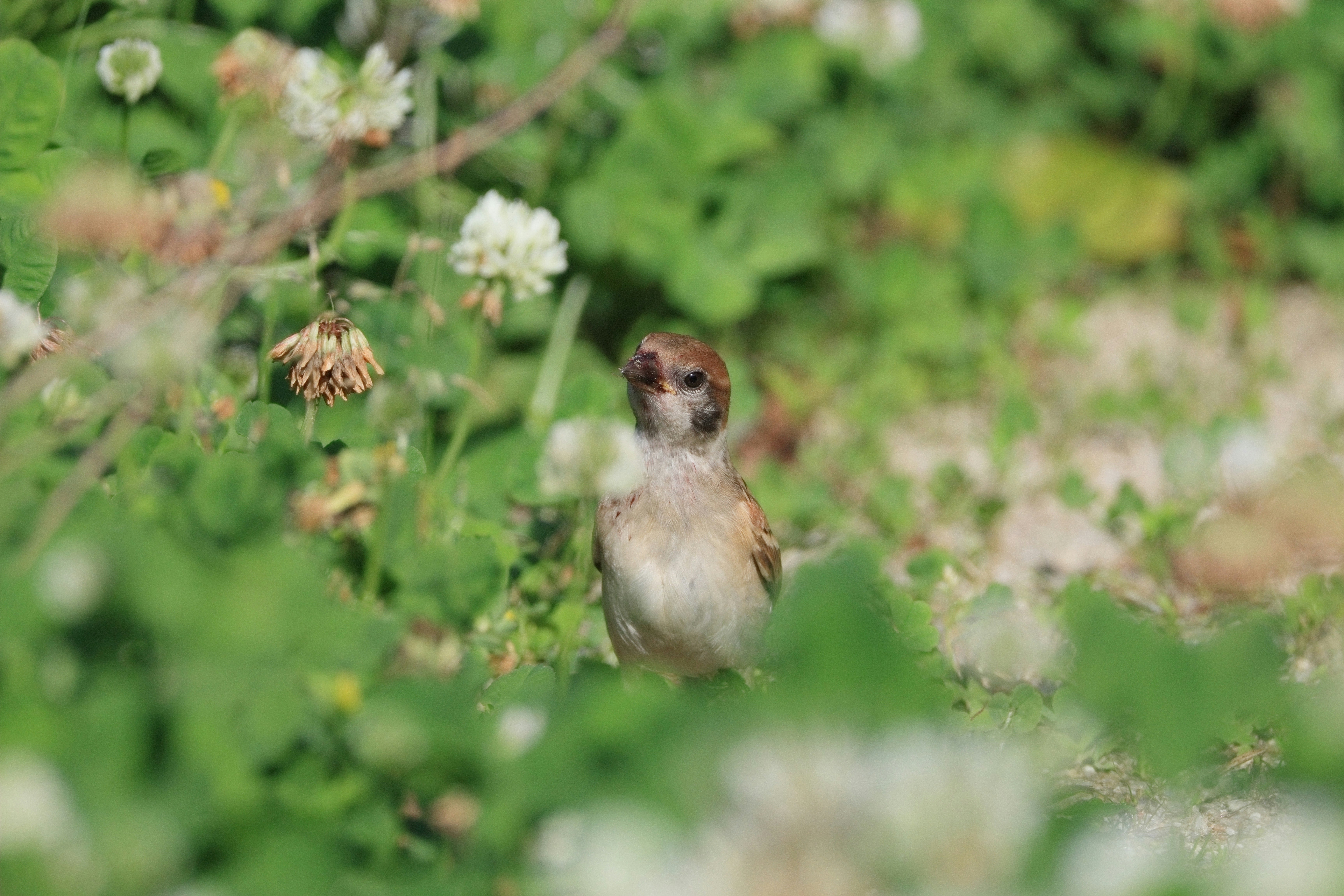 moineau qui regarde l’objectif dans une prairie fleurie