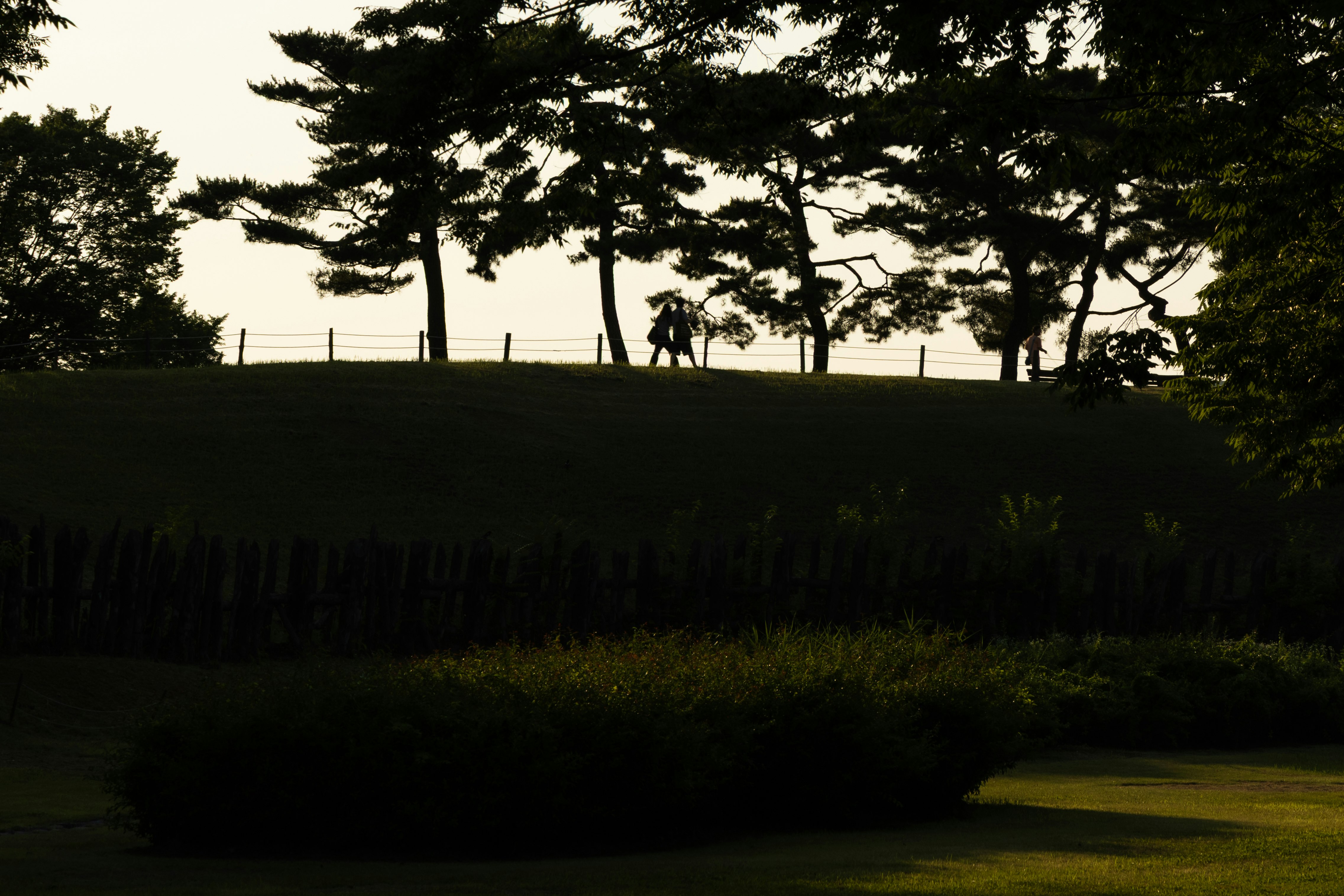 木々のシルエットが映る公園の芝生と小道