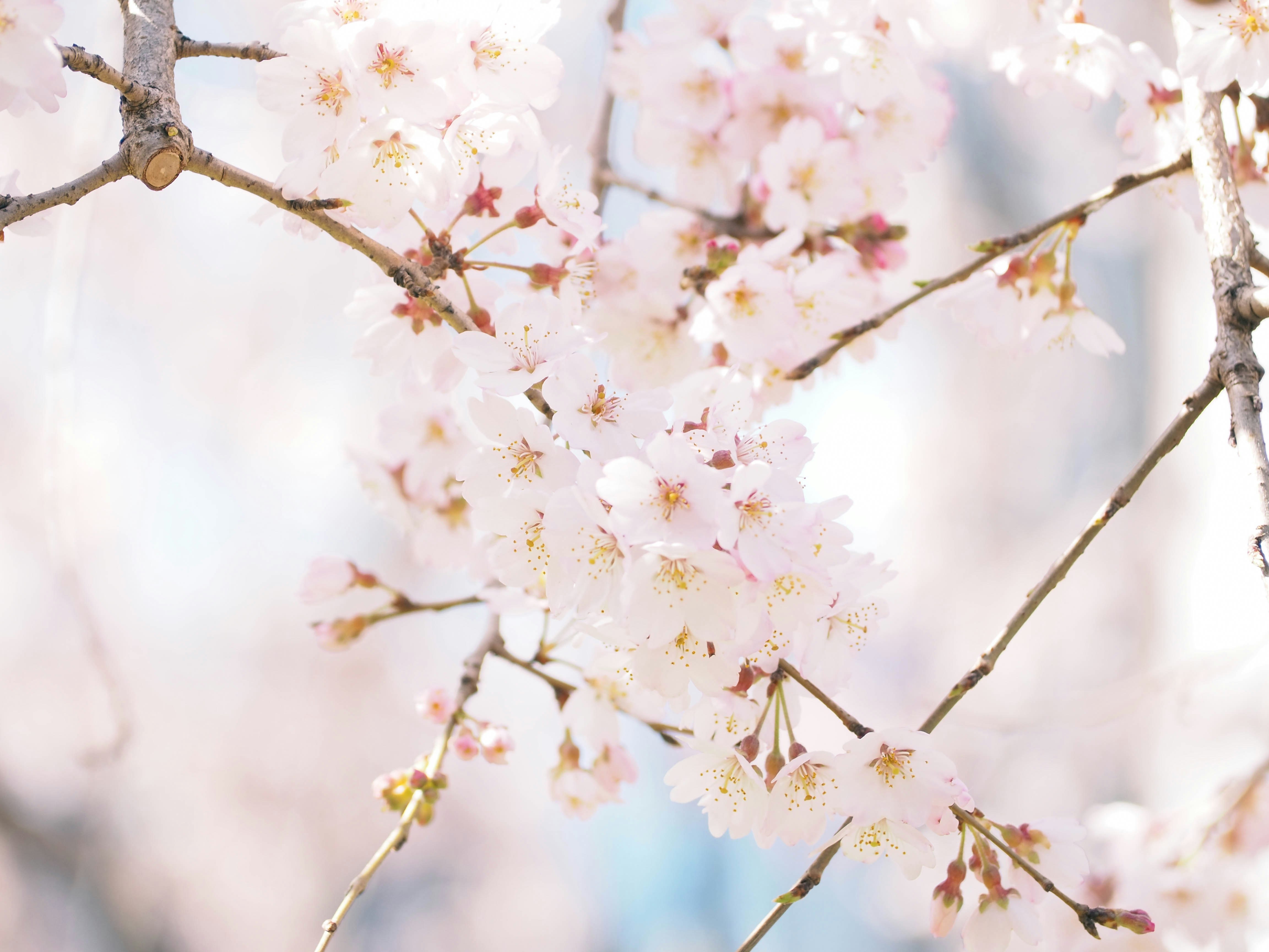 白い花が咲く桜の枝先のクローズアップ
