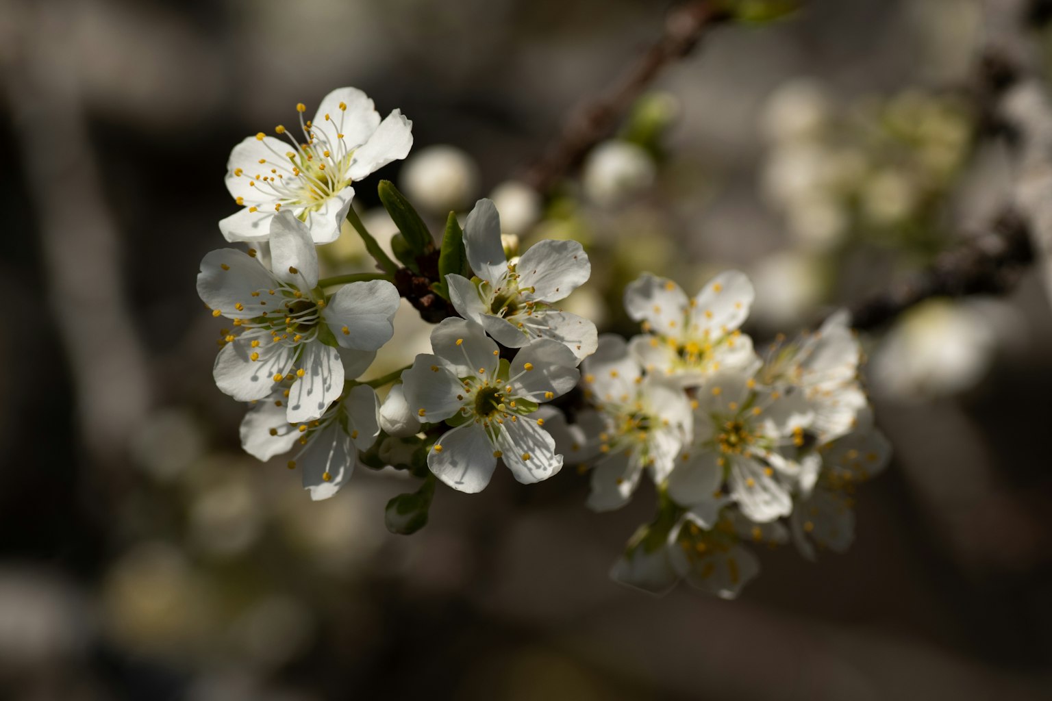 Primo piano di rami con fiori bianchi in fiore