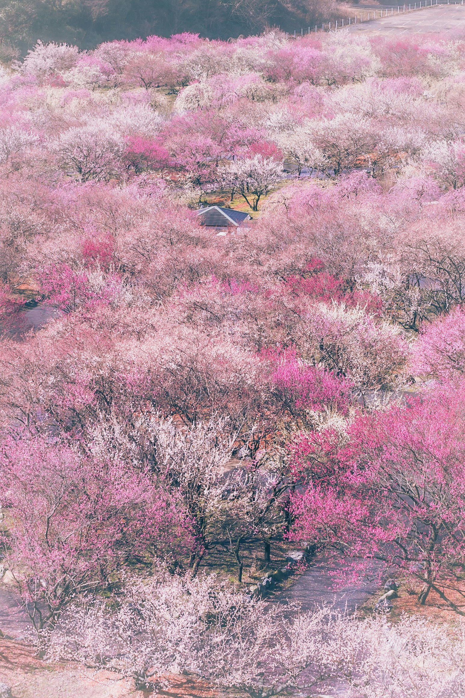 pink blossoms covering a hillside plum orchard