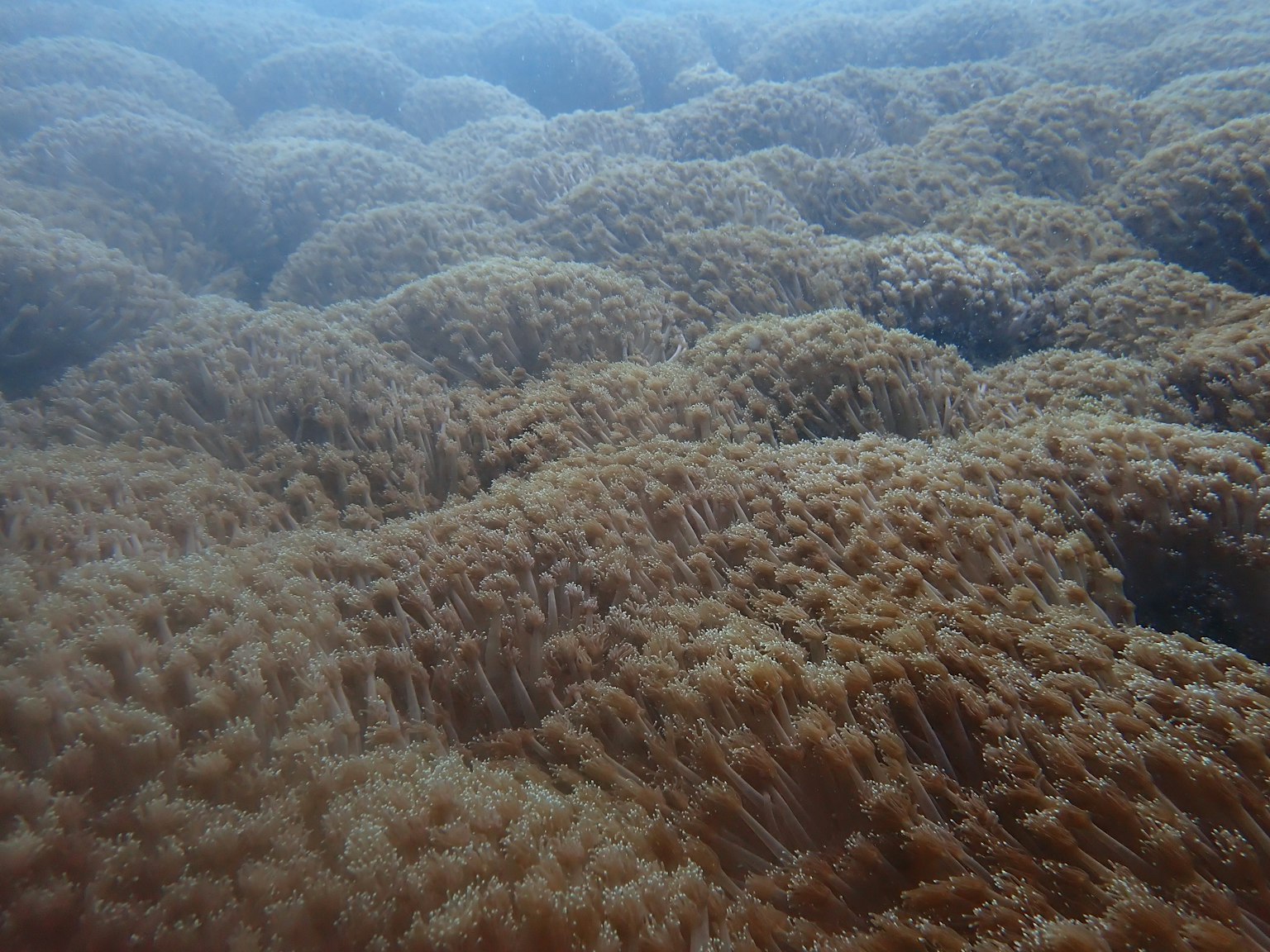 Primo piano di un reef corallino sottomarino con coralli marroni che si estendono a onda