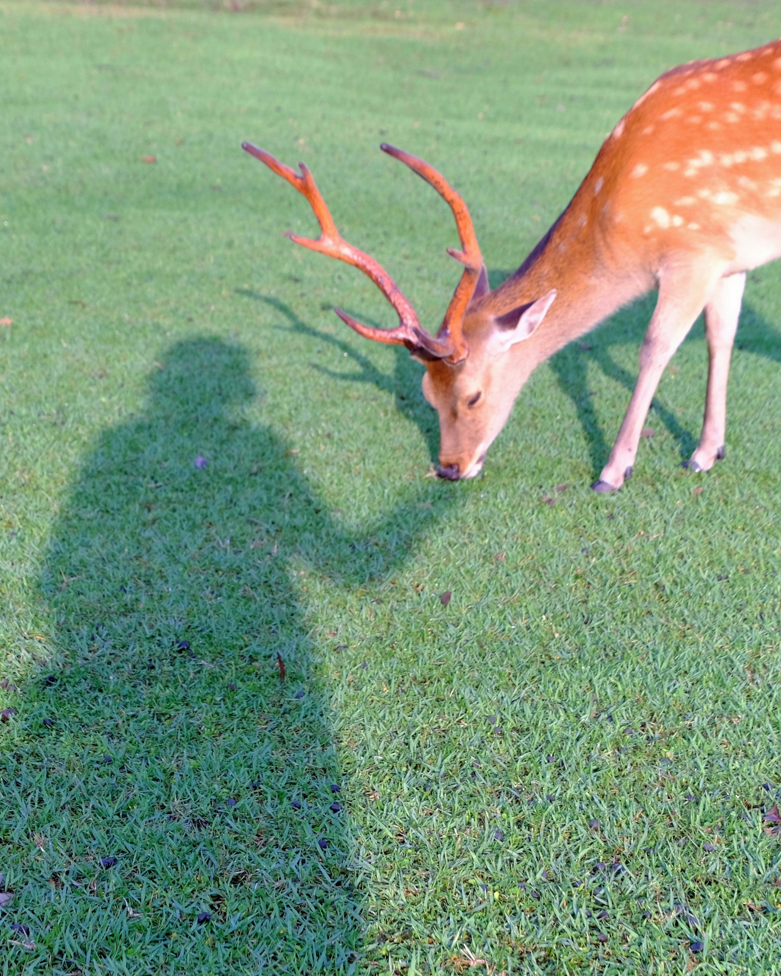 A deer grazing on grass with a person's shadow nearby