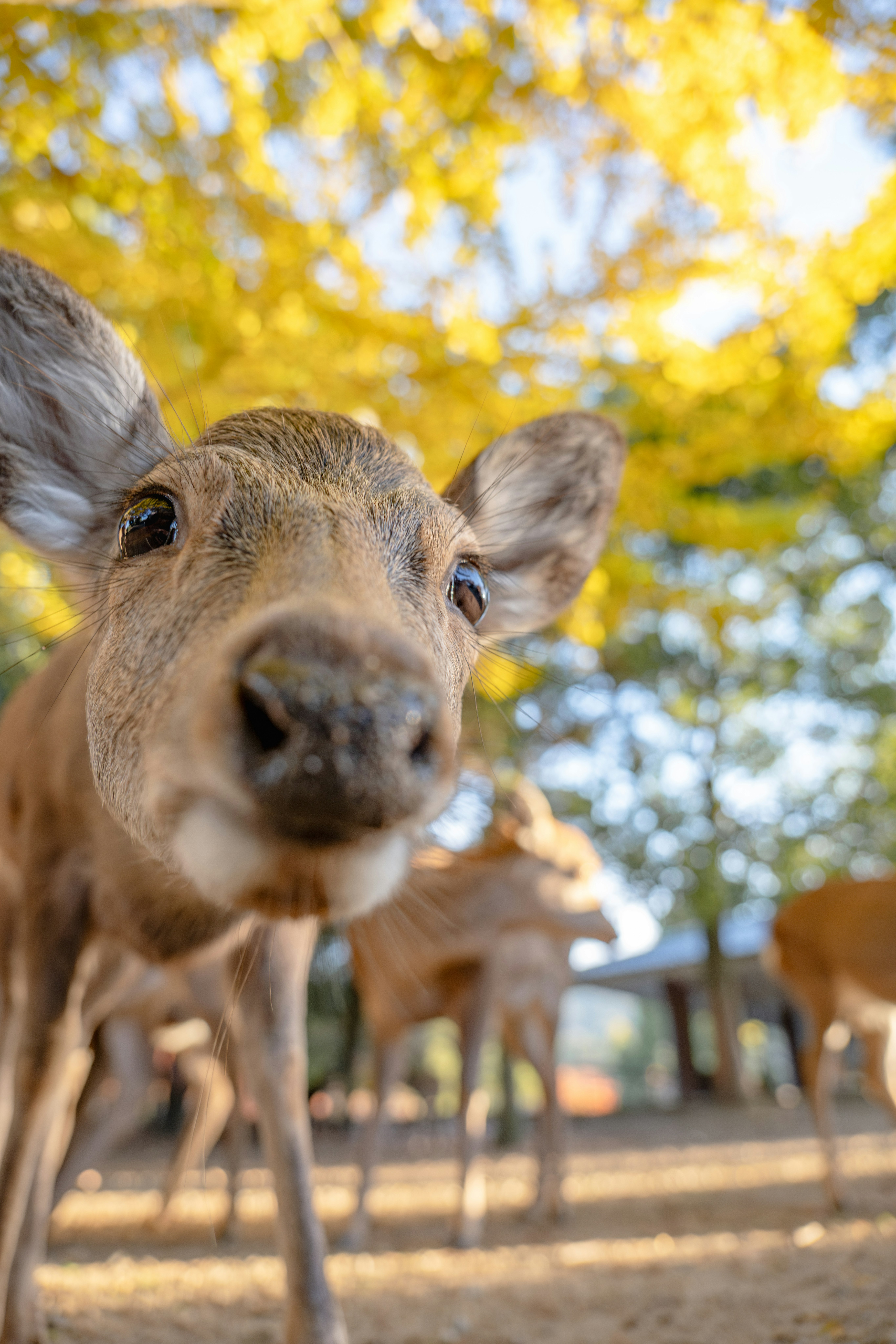 Deer looking toward the camera along an autumn ginkgo-lined path at dawn