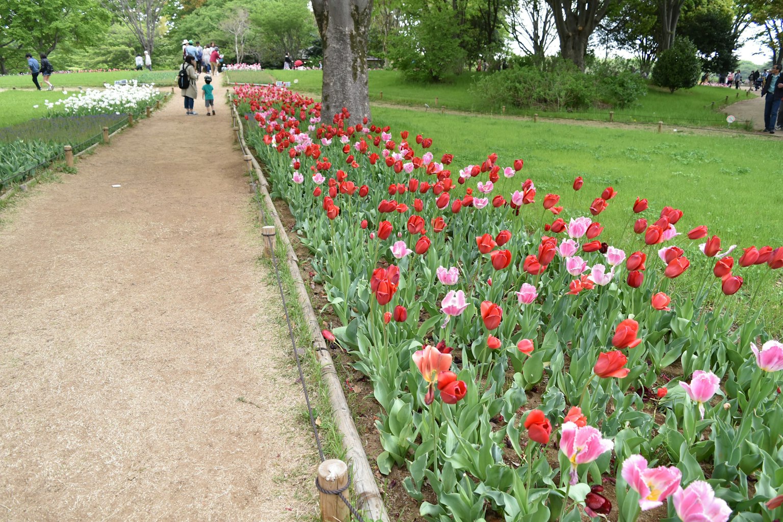 Menschen, die auf einem Weg in einem Park mit bunten Tulpen spazieren