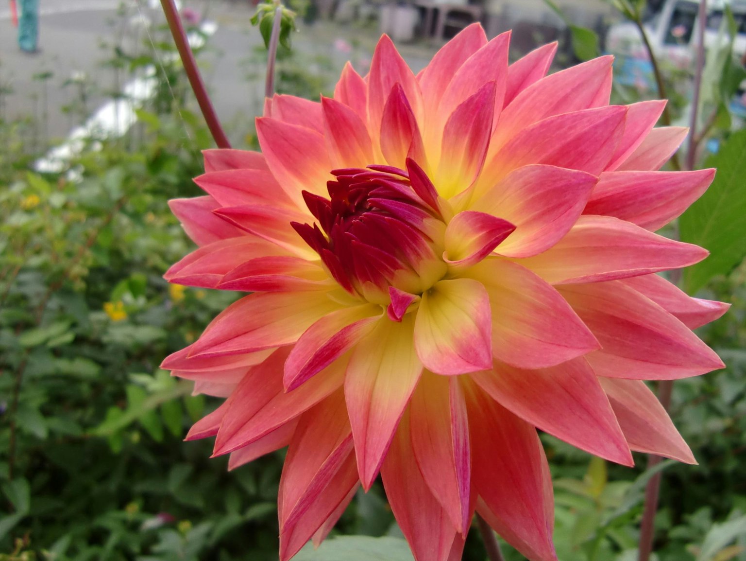 Flor de dalia rosa y amarilla vibrante en flor