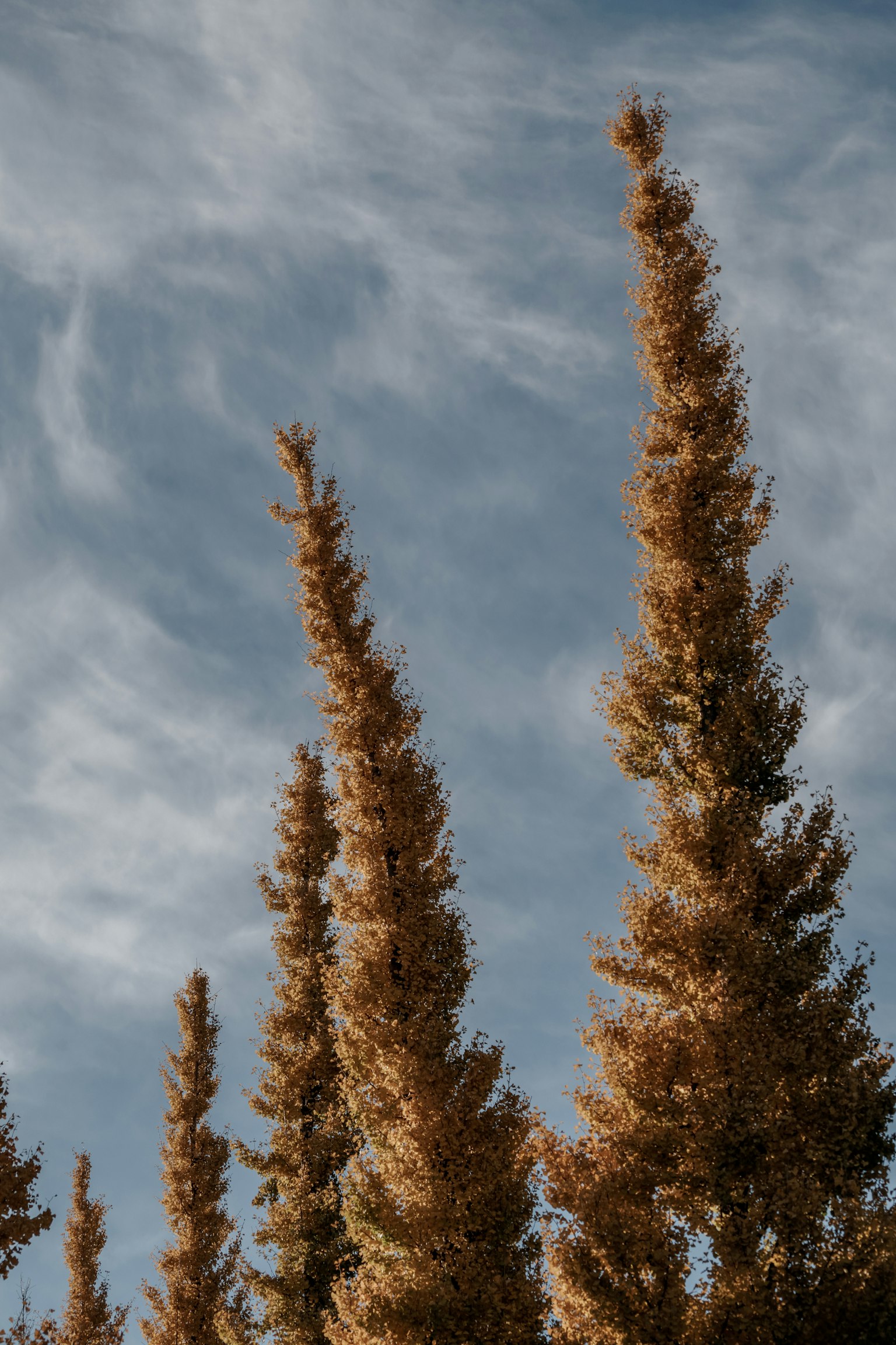 Altos árboles amarillos contra un cielo azul