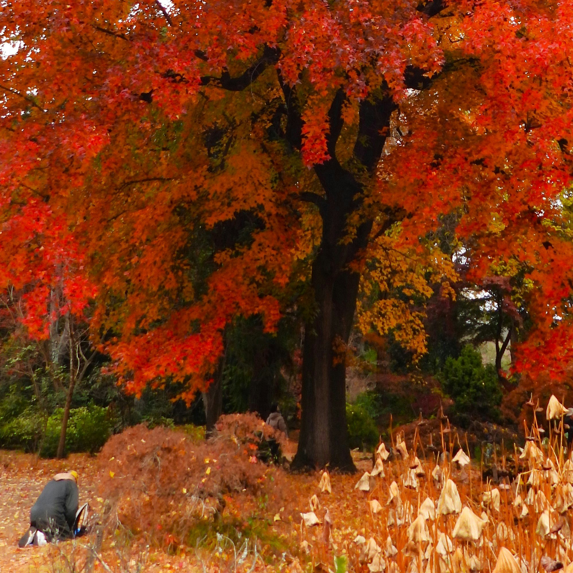 京都府立植物園の紅葉と落ち葉の並木