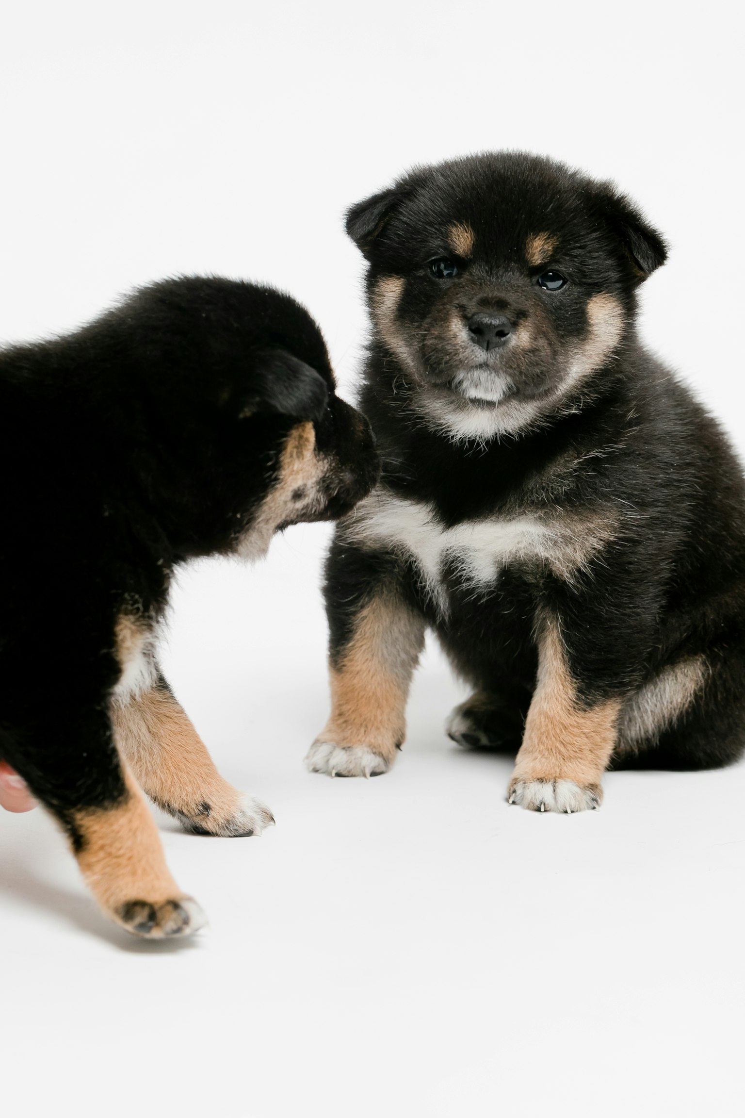 Dos cachorros negros adorables frente a frente