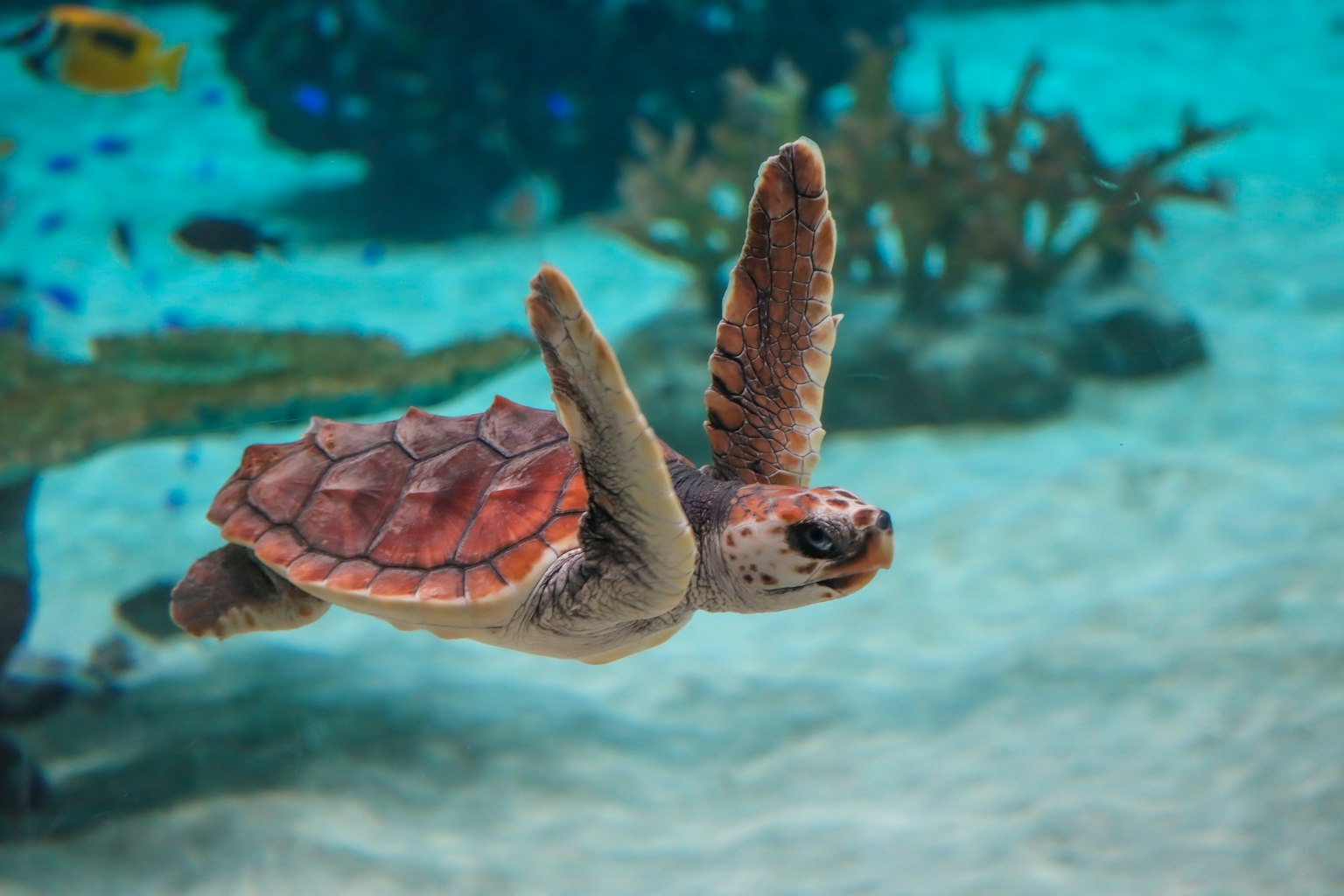 Hình ảnh sống động của rùa biển bơi dưới nước