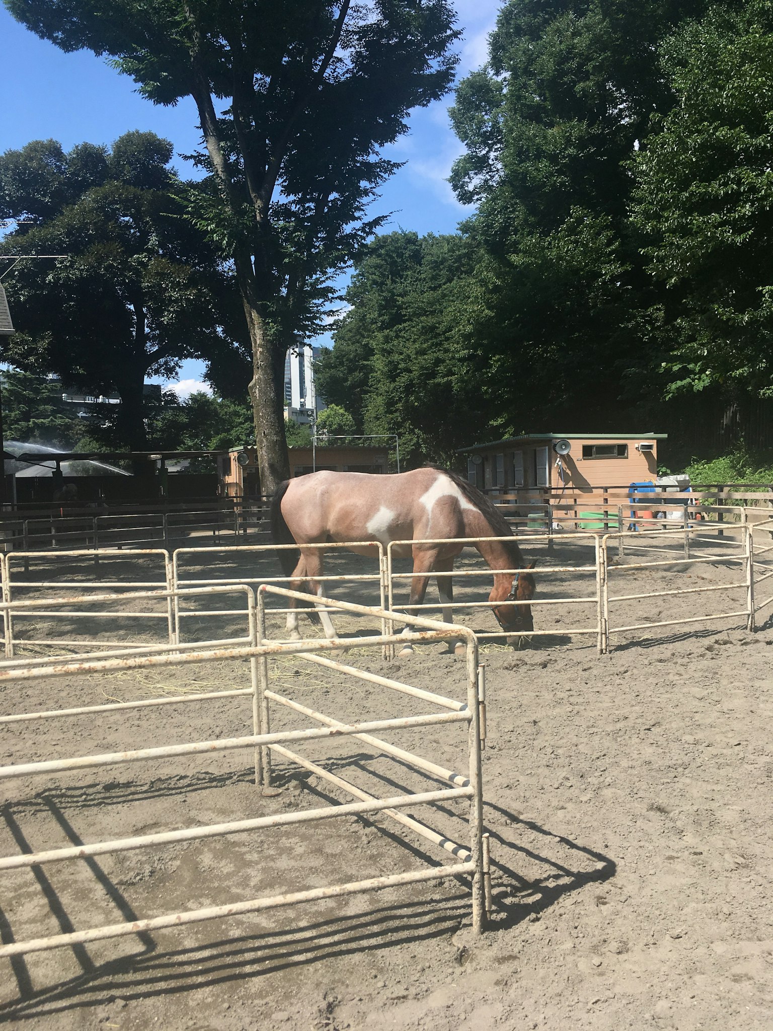 Un cavallo in un recinto con alberi sullo sfondo