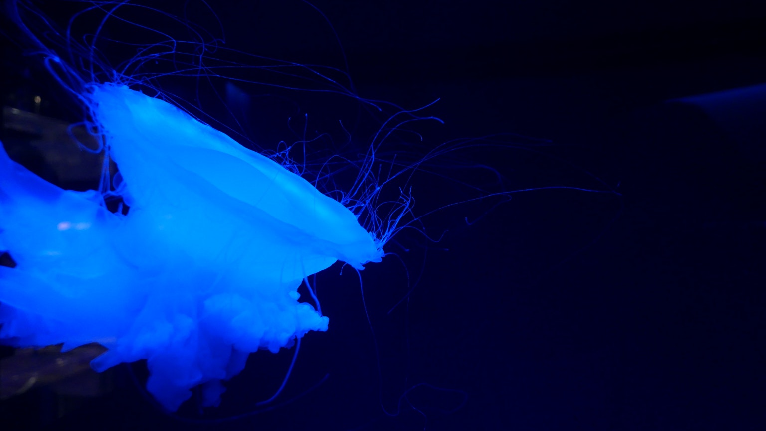 Un bellissimo primo piano di una medusa blu luminosa
