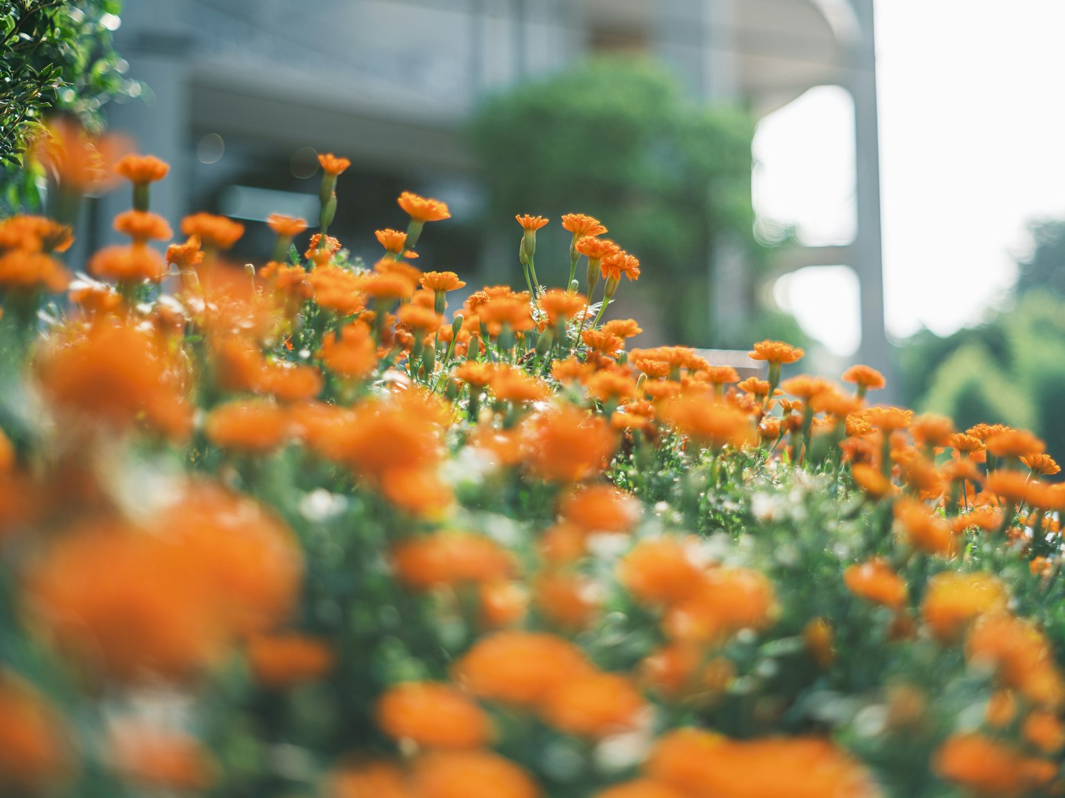 Una scena di giardino con fiori arancioni in fiore edificio sfocato sullo sfondo