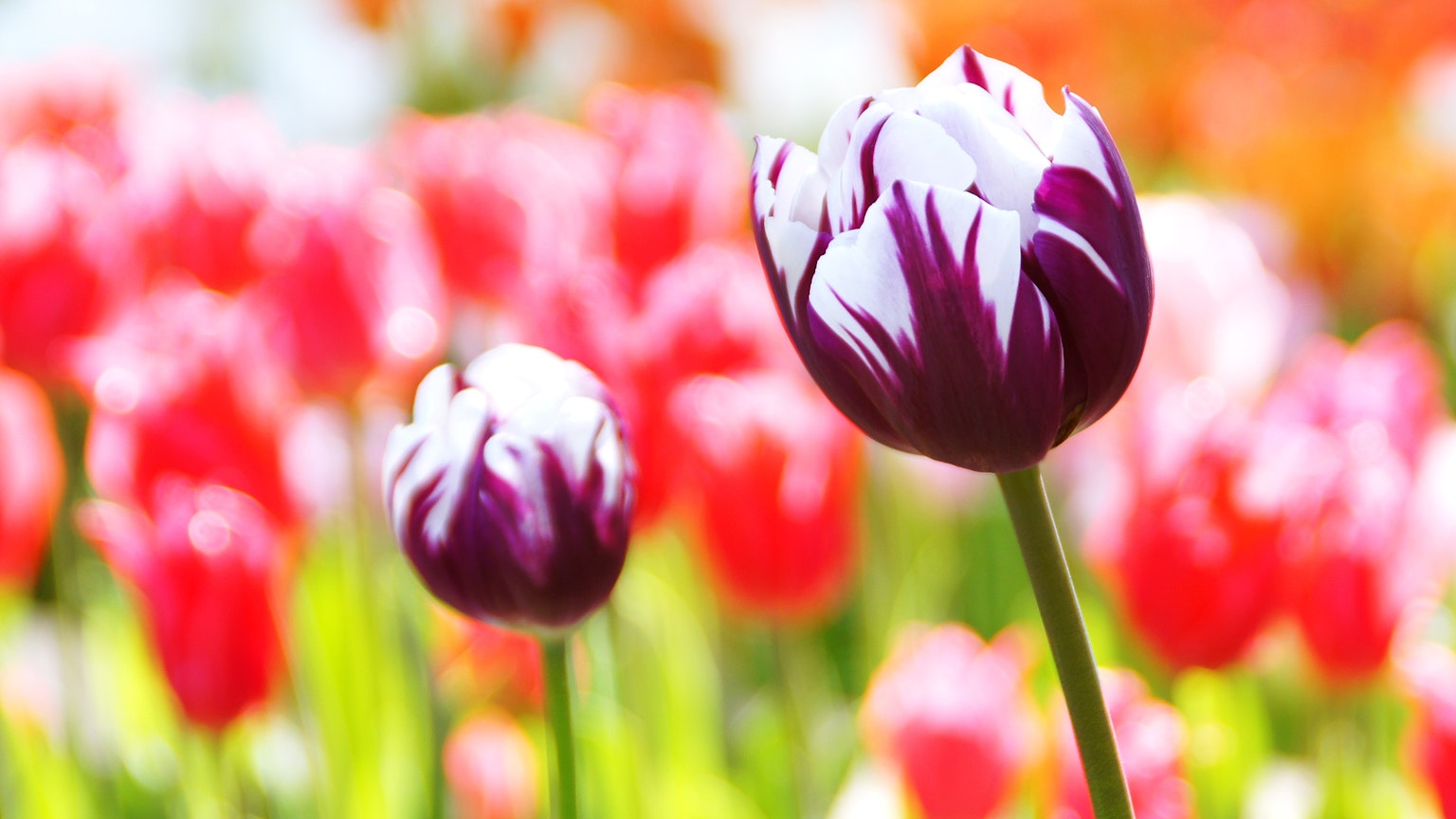 Acercamiento de un tulipán púrpura y blanco en un jardín de flores coloridas