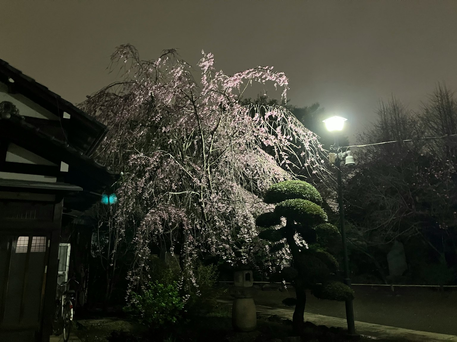 Pemandangan malam pohon sakura yang tertutup salju dengan lampu jalan