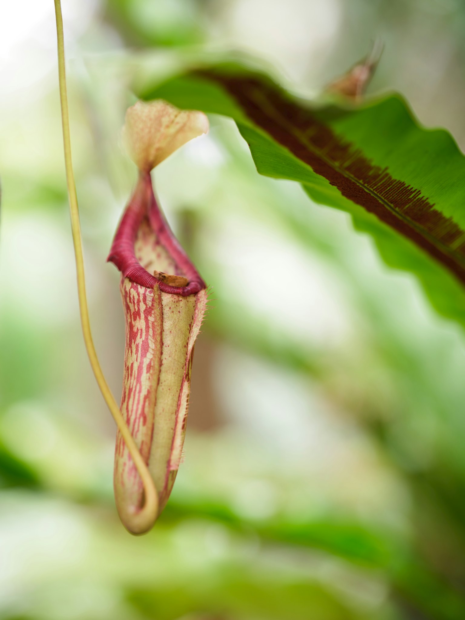 A pitcher plant hanging among green leaves