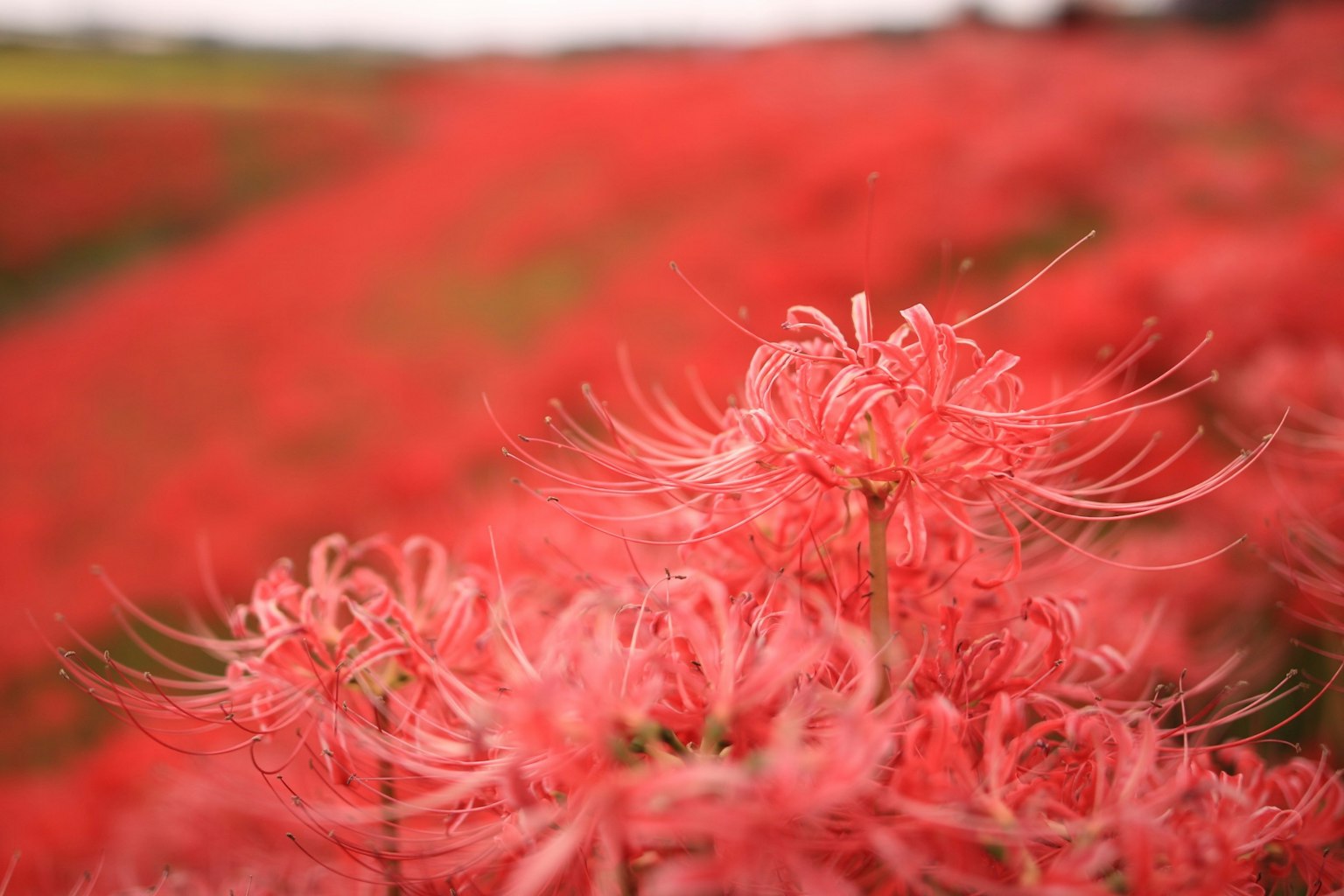 Feld mit blühenden roten Spinnenlilien