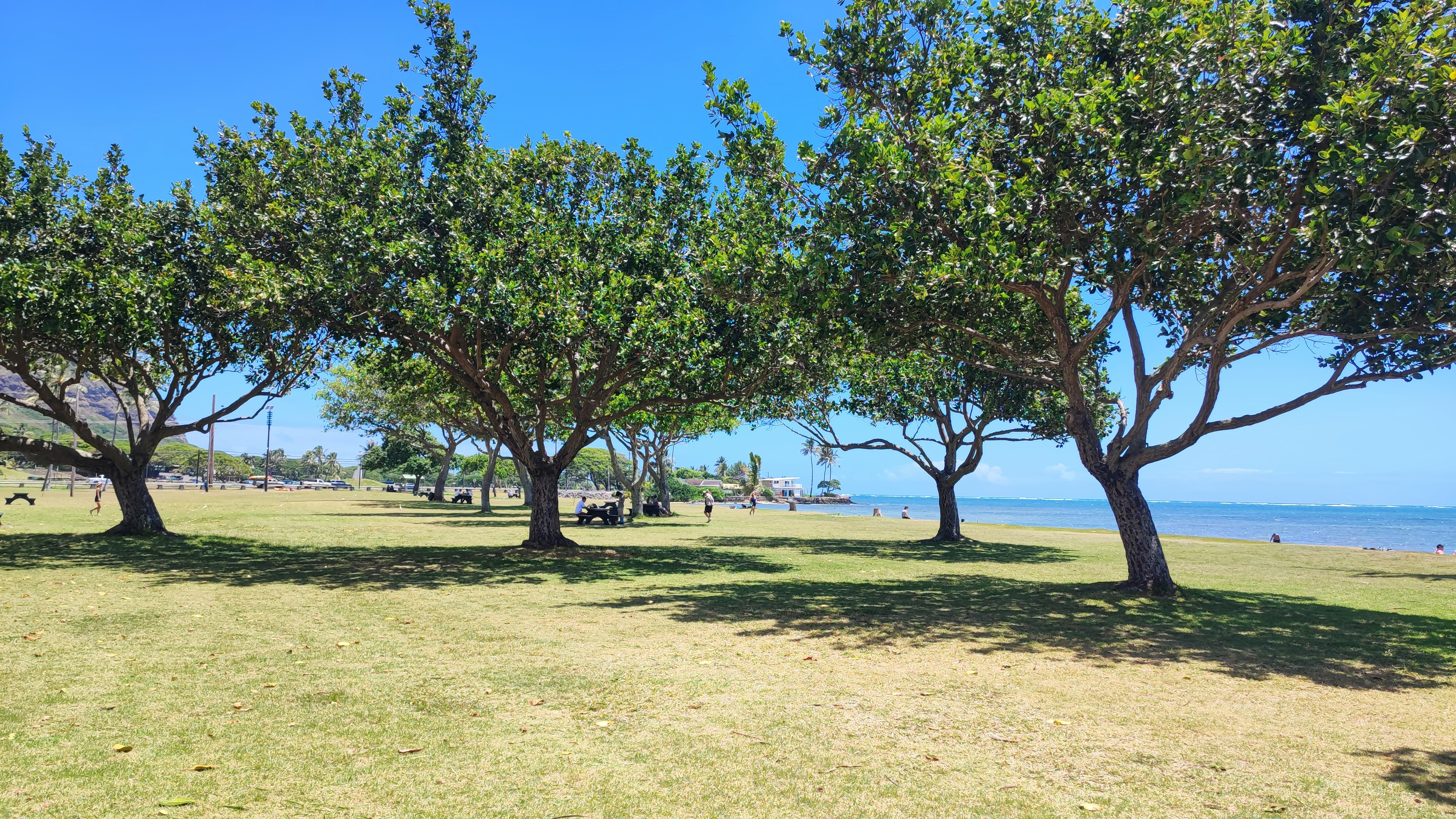 Des arbres dans un parc herbeux avec vue sur la mer image