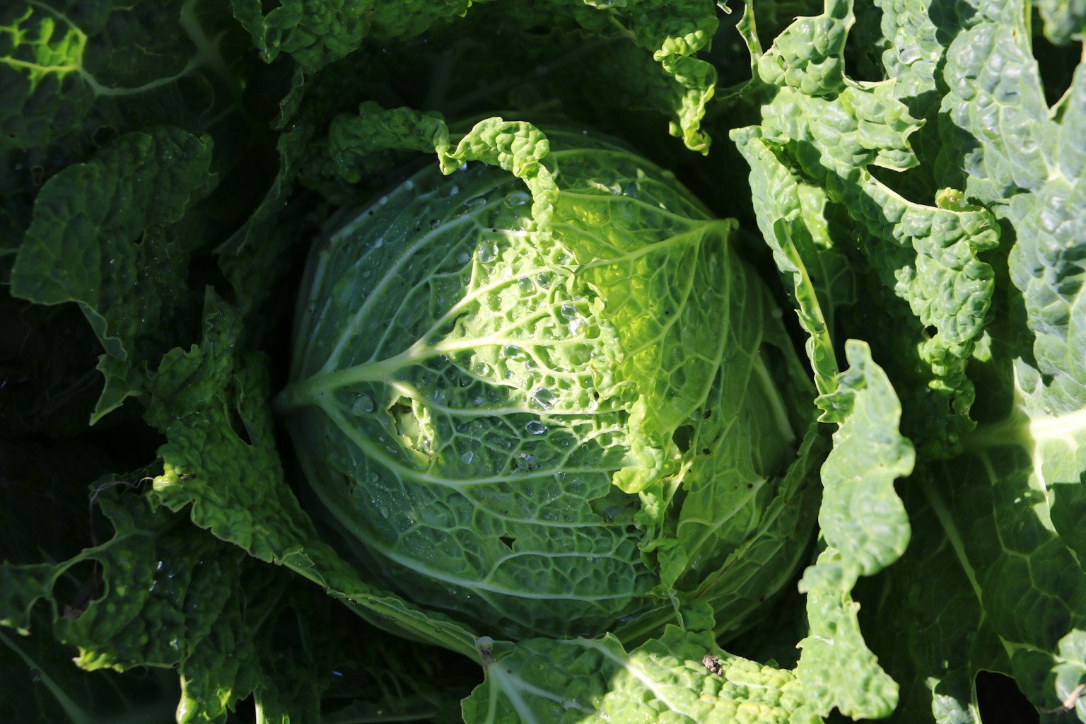 Frischer Kohl umgeben von grünen Blättern