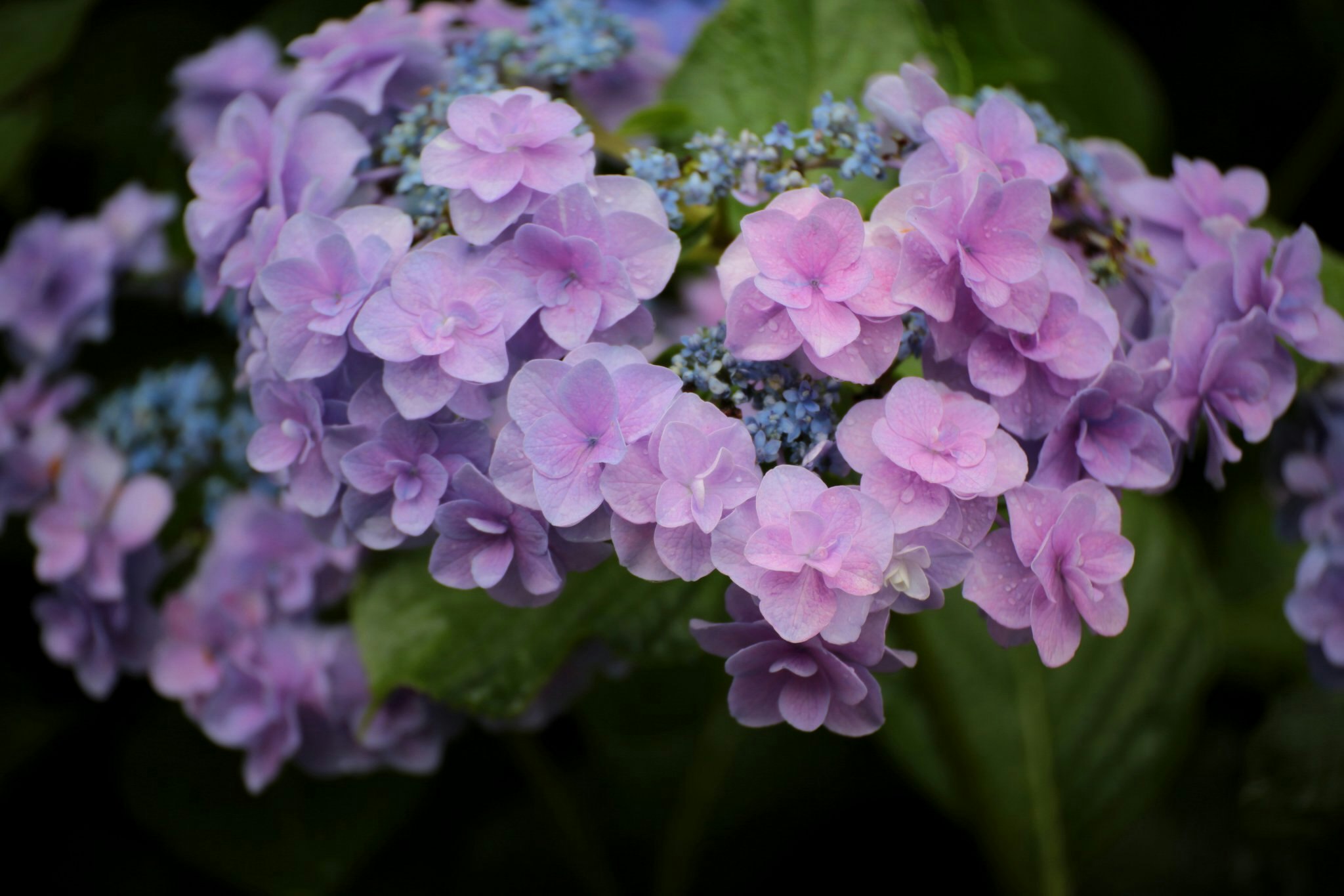 淡いピンクのアジサイの花束のようなクローズアップ