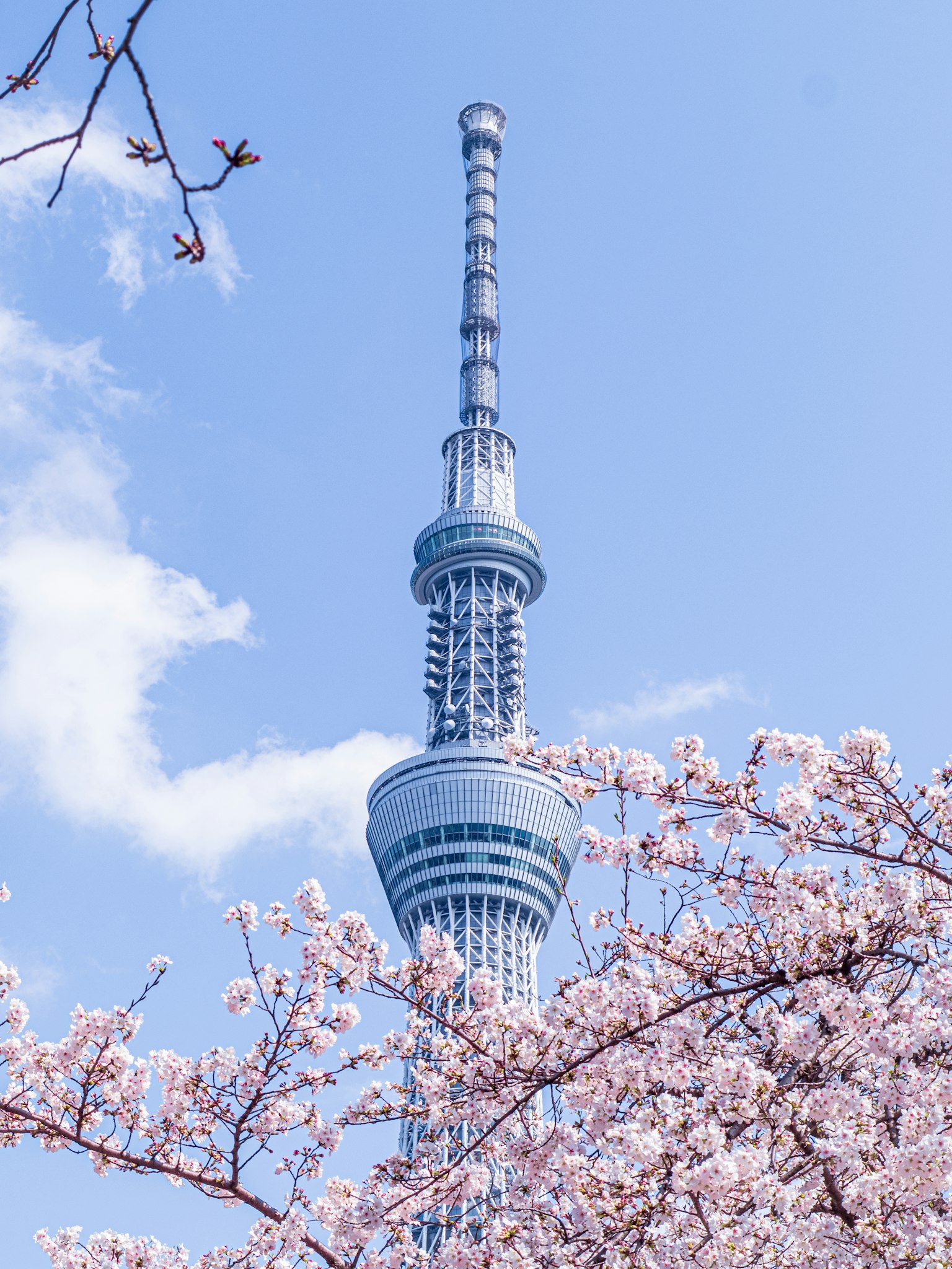 Tokyo Skytree dengan bunga sakura di bawah langit biru cerah