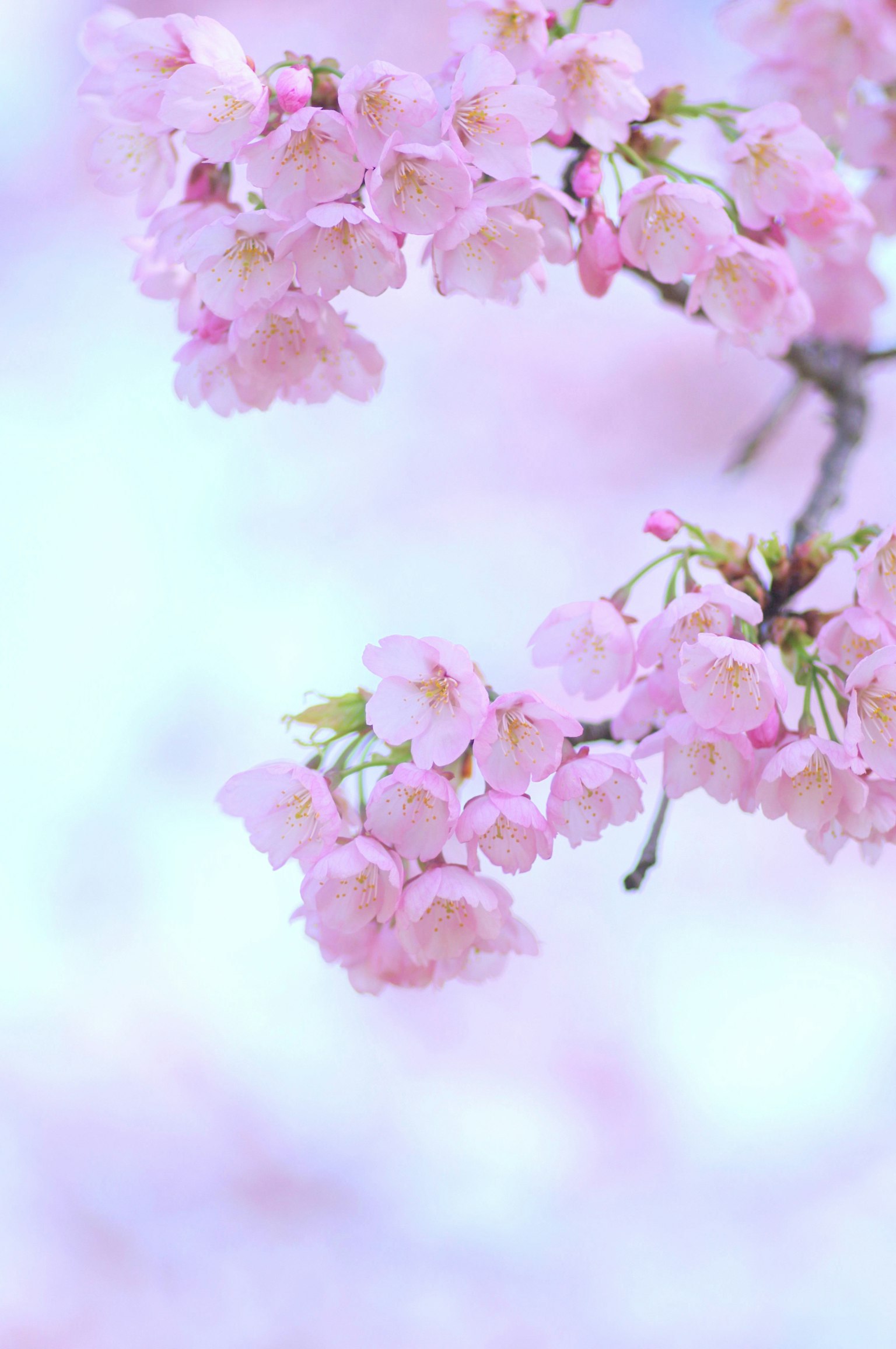 Primer plano de flores de cerezo rosa pálido en una rama