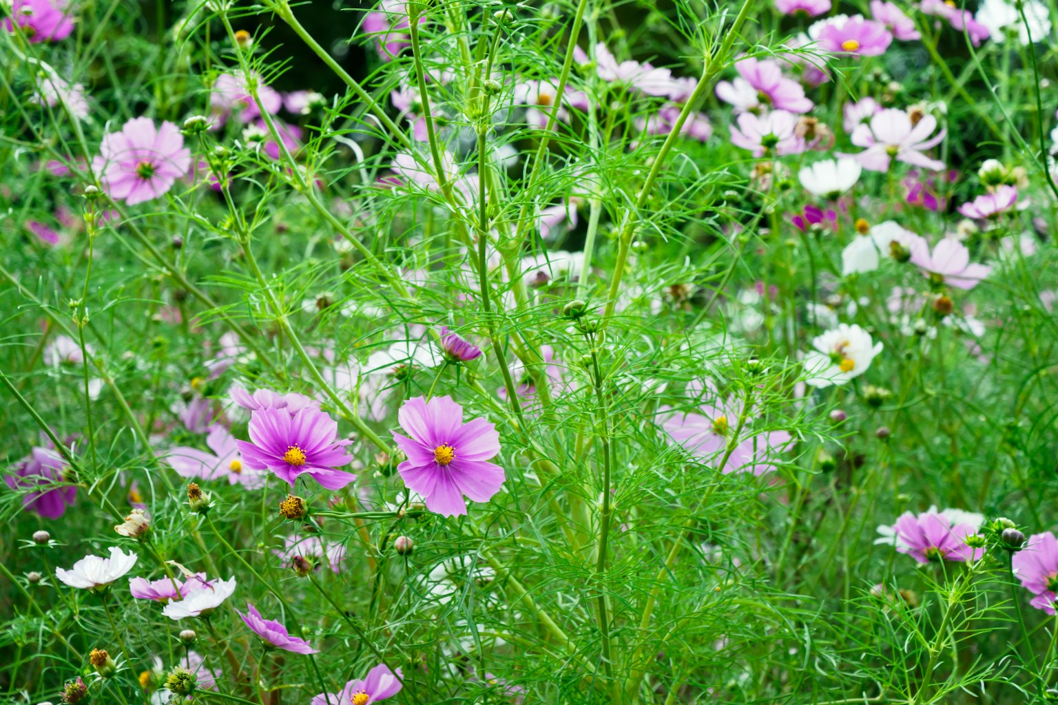 Lebendiges Blumenfeld mit rosa und weißen Kosmeen
