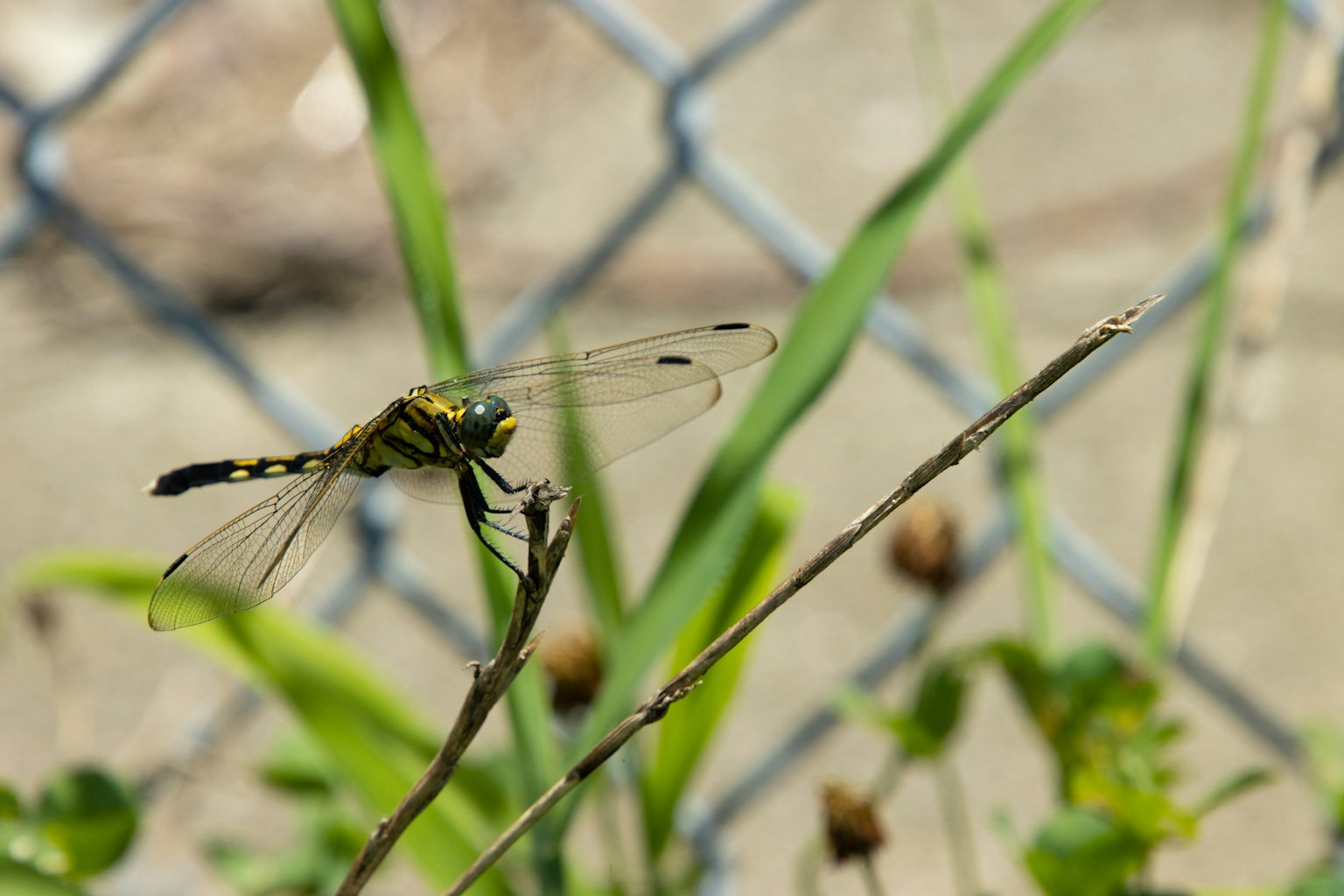 Primo piano di una libellula appollaiata sull'erba verde