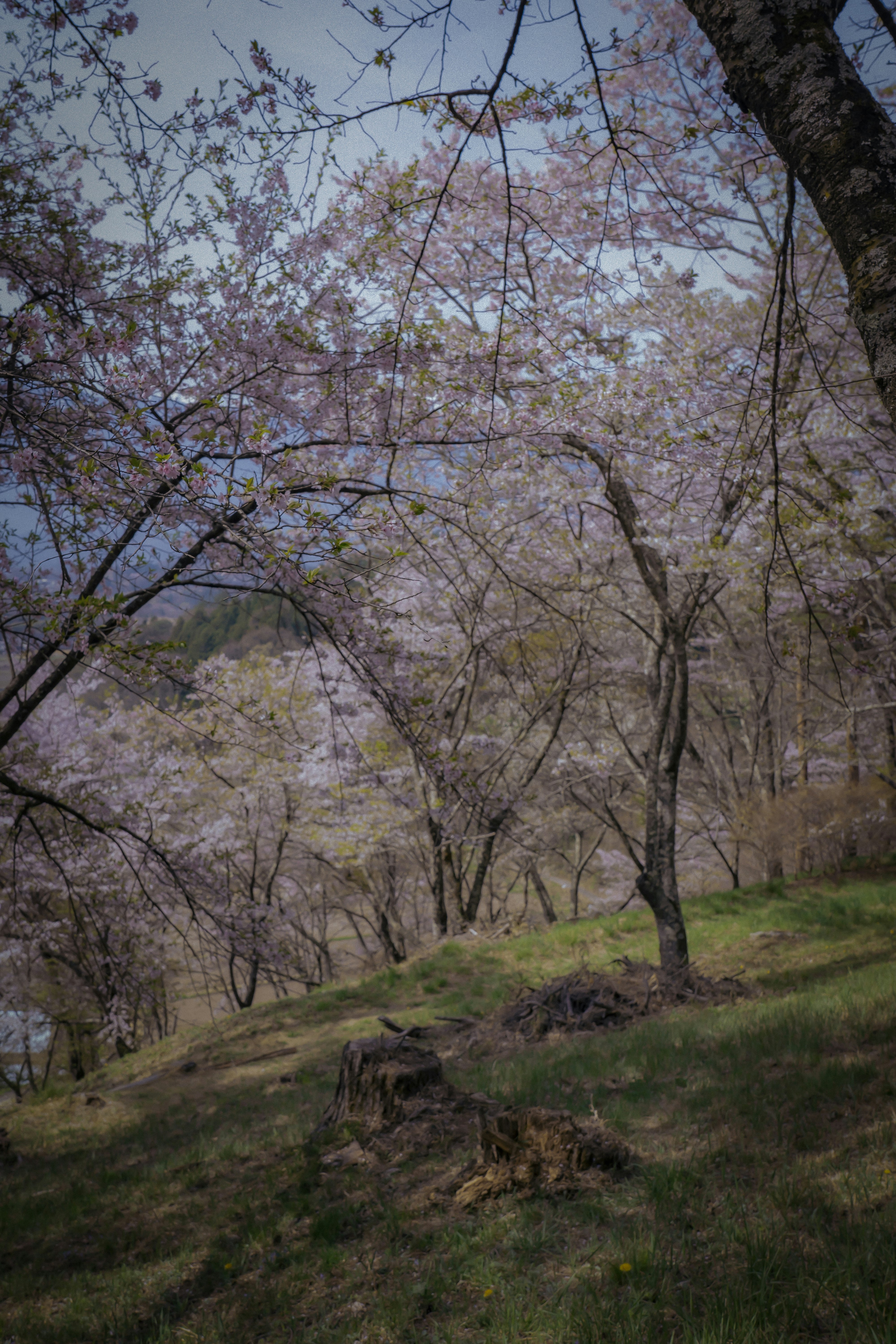 春の丘に咲く桜並木のある自然の風景